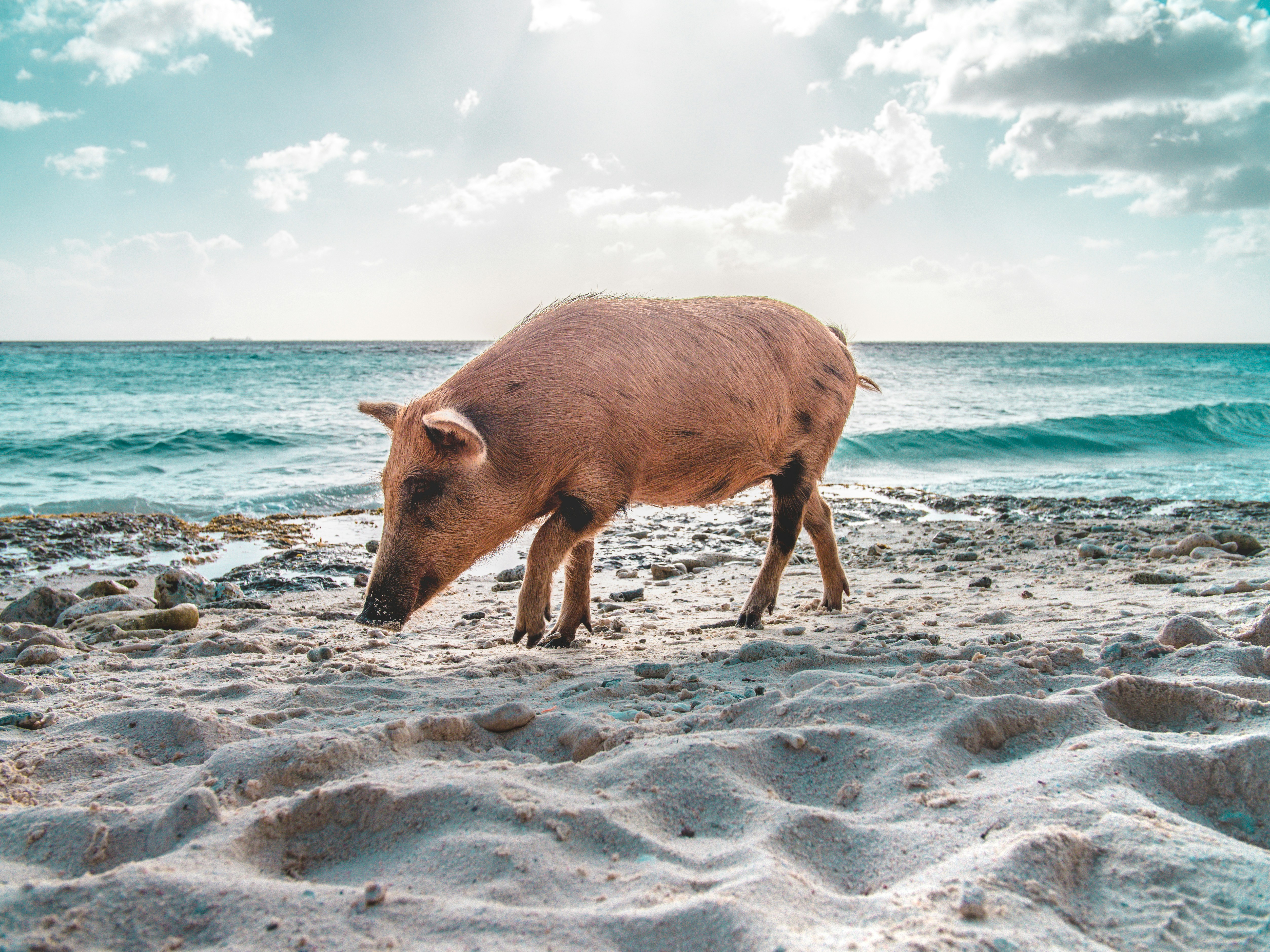 Pig Beach Pictures | Download Free Images on Unsplash