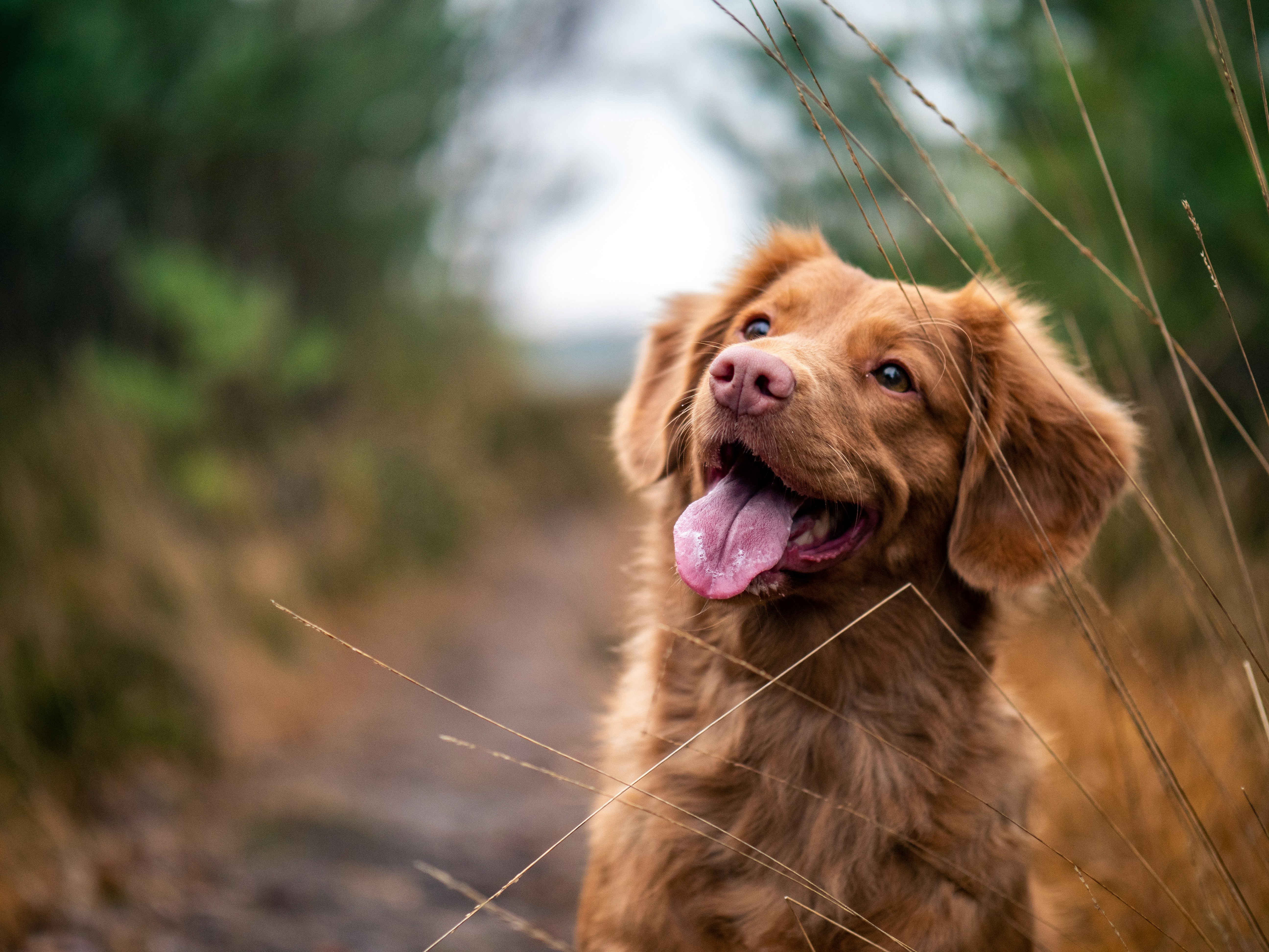 dog training basics