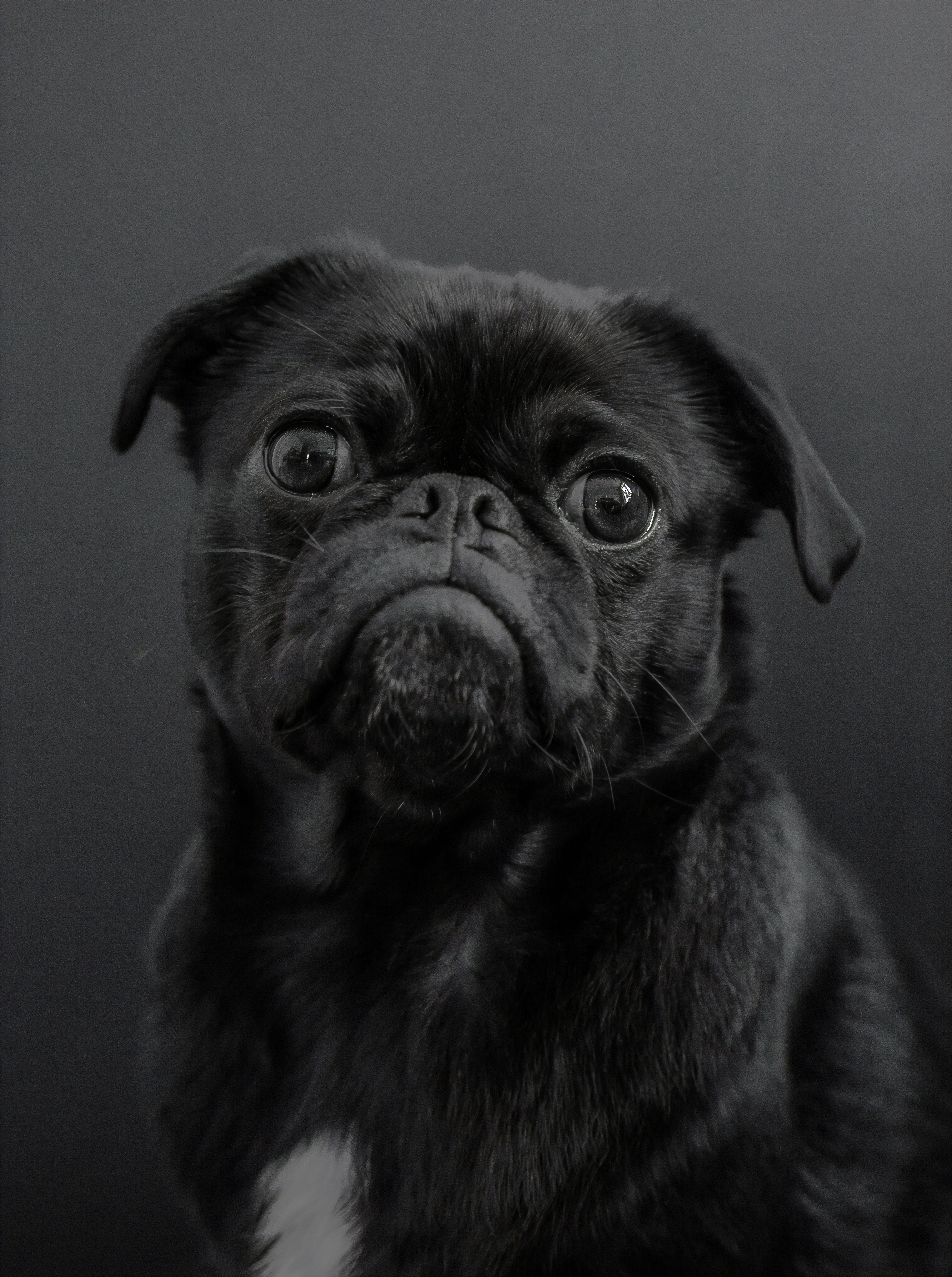 There are tons of wallpaper apps. 750 Black Dog Pictures Download Free Images Stock Photos On Unsplash