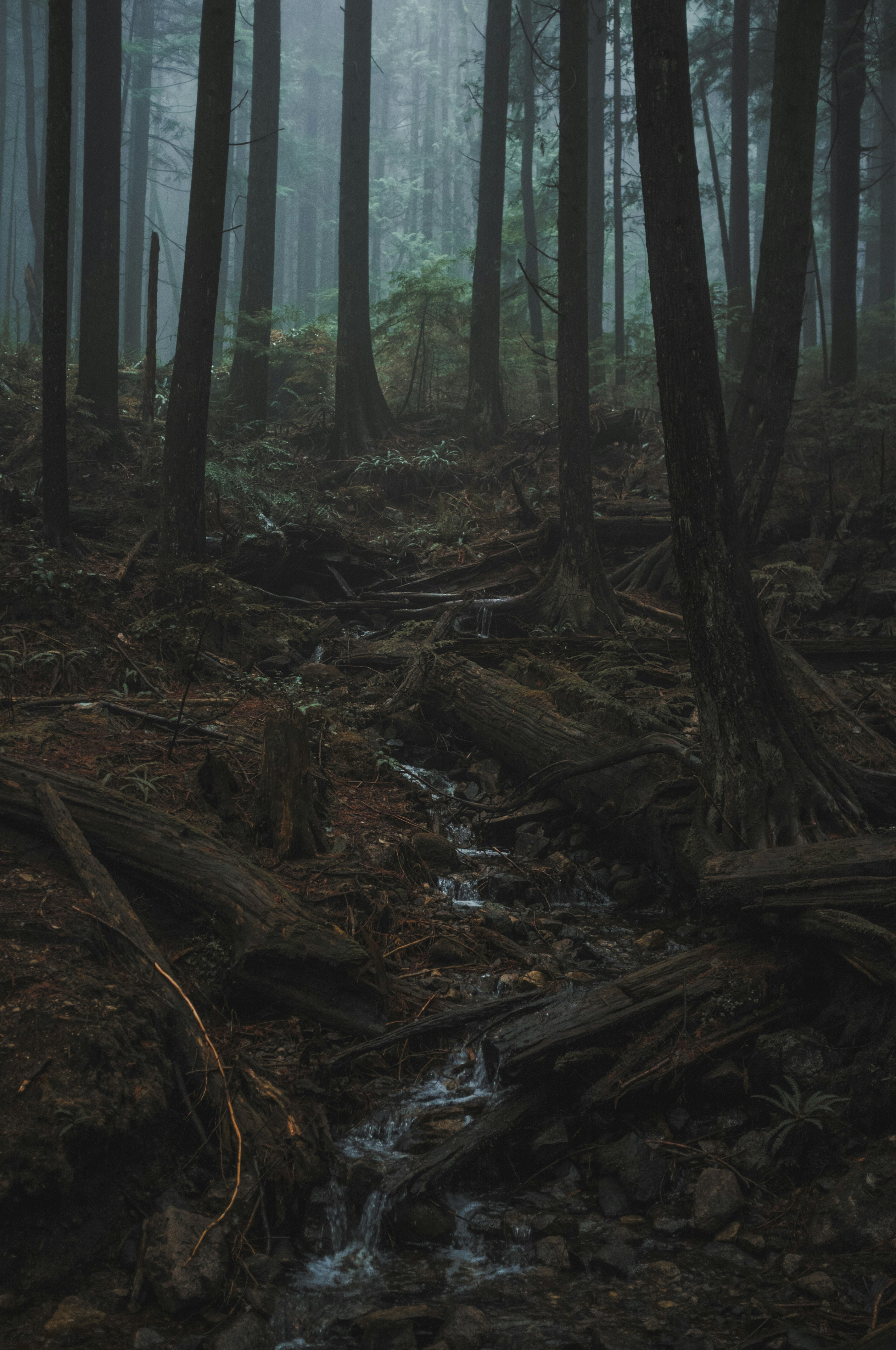 You can also upload and share your favorite raining forest wallpapers. 500 Rain Forest Pictures Stunning Download Free Images On Unsplash