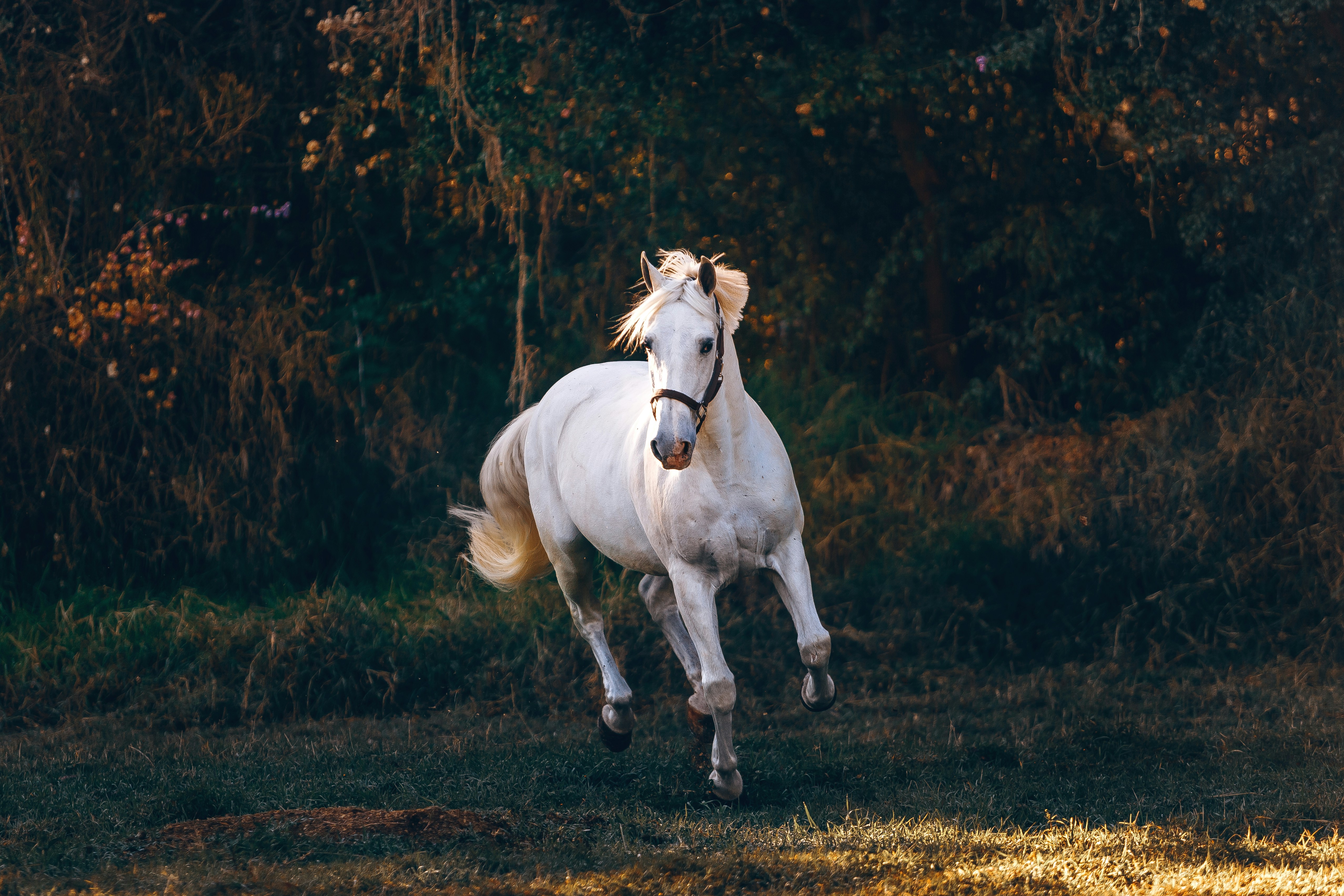 1920x1200 horse full screen android wallpaper wallpaper horse 3128 high. Horse Wallpapers Free Hd Download 500 Hq Unsplash