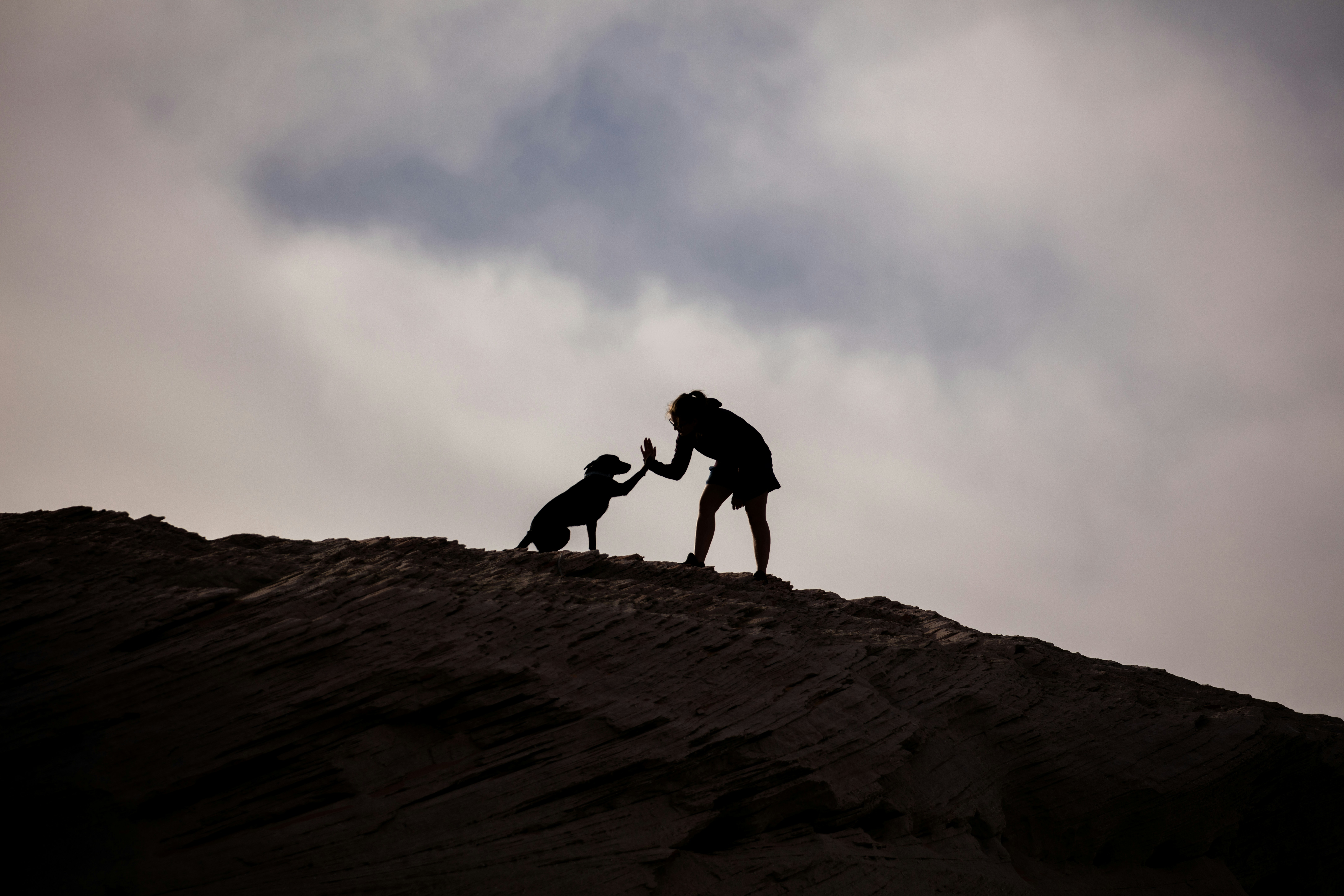 養寵物前必看！90%的人都不知道的「隱藏費用」！