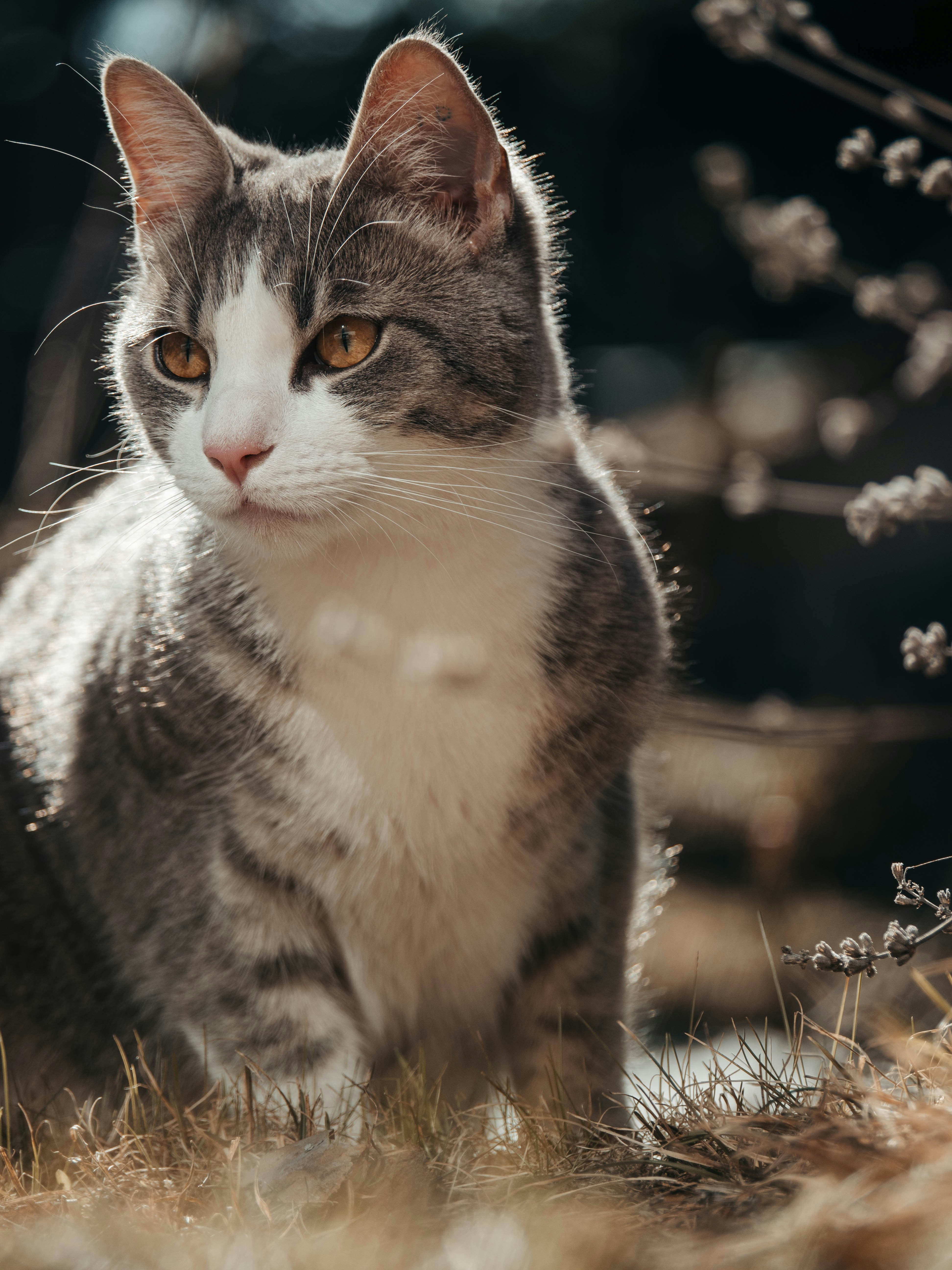 We have adoption centres up and down the country, find a cat or kitten in need near. 750+ Cute Cat Pictures | Download Free Images on Unsplash