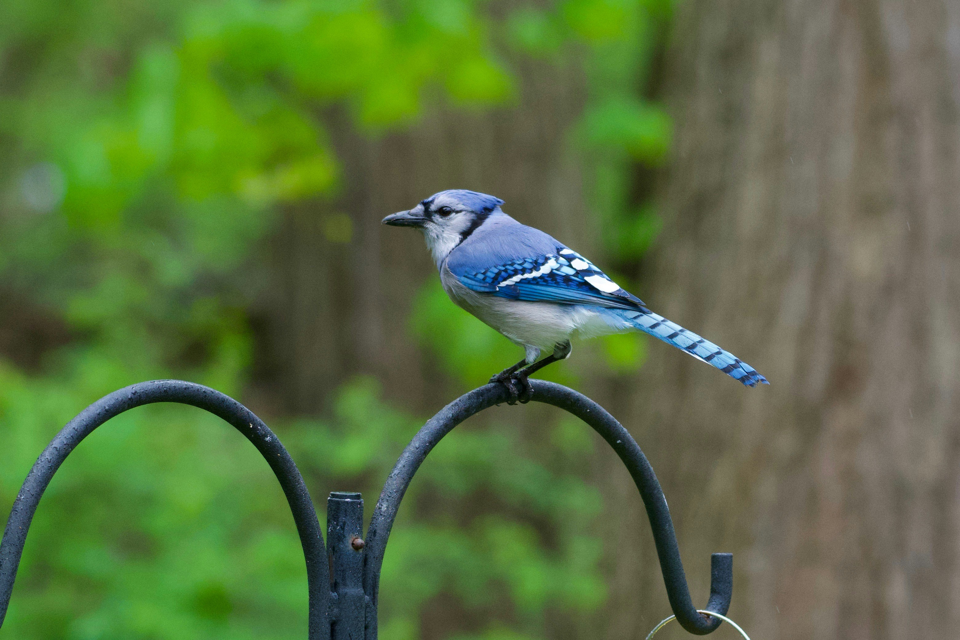 The blue jay is a familiar bird, but there is a lot even experienced birders do not know about them. 100 Blue Jay Pictures Download Free Images On Unsplash