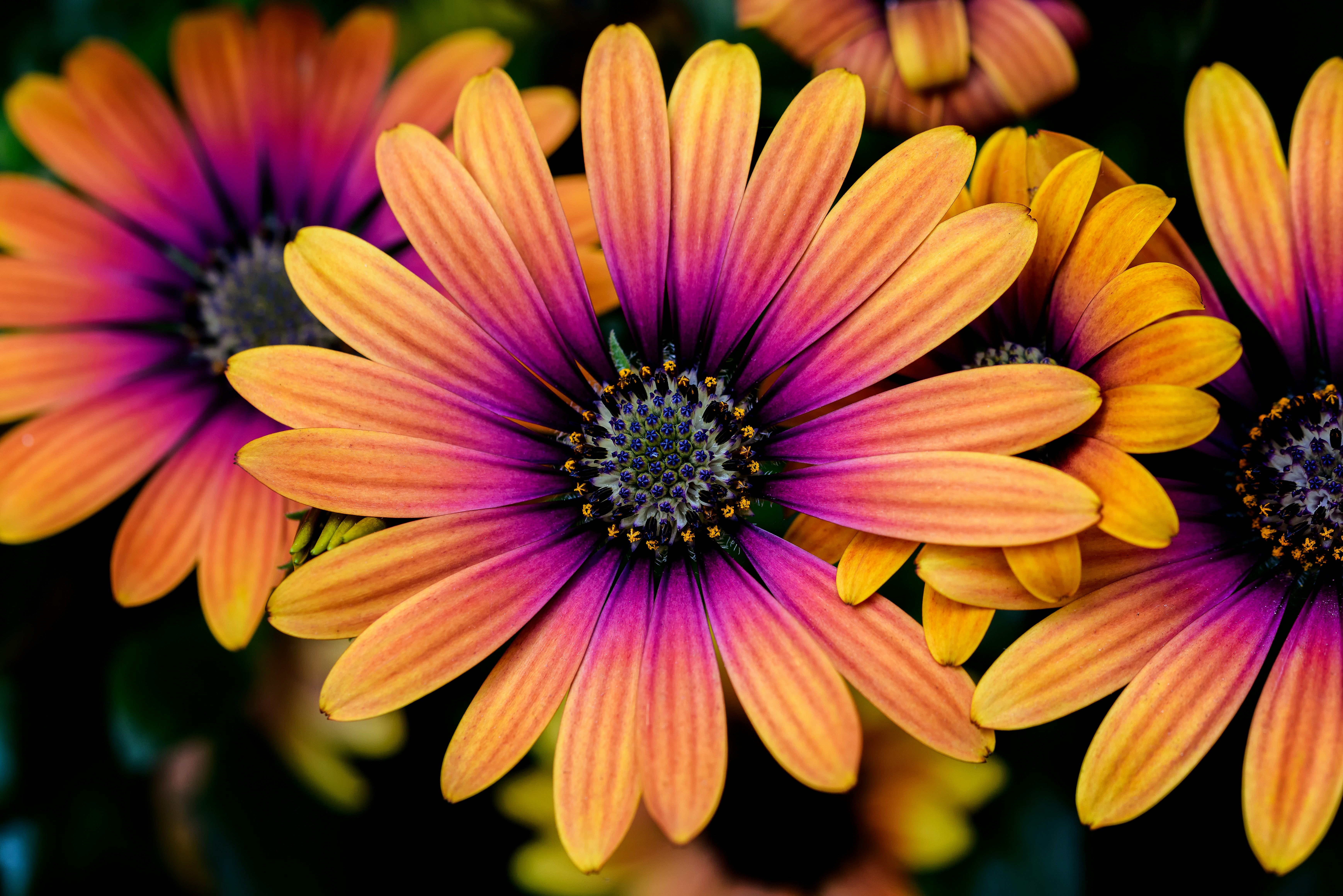 Brighten your garden with pops of orange by discovering which orange flower would bloom best in your garden. Yellow And Pink Daisies Photo Free Flower Image On Unsplash