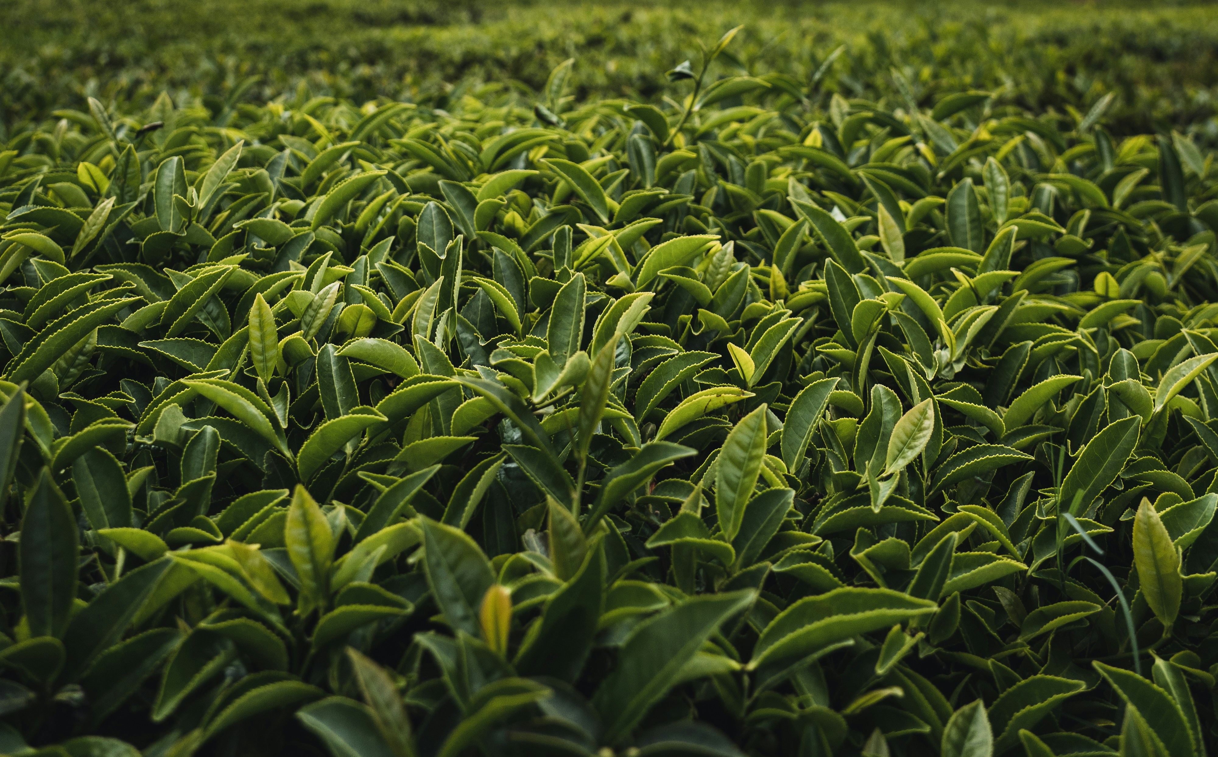 It's an uncomplicated piece that will brighten any … Tea Plant Pictures Download Free Images On Unsplash