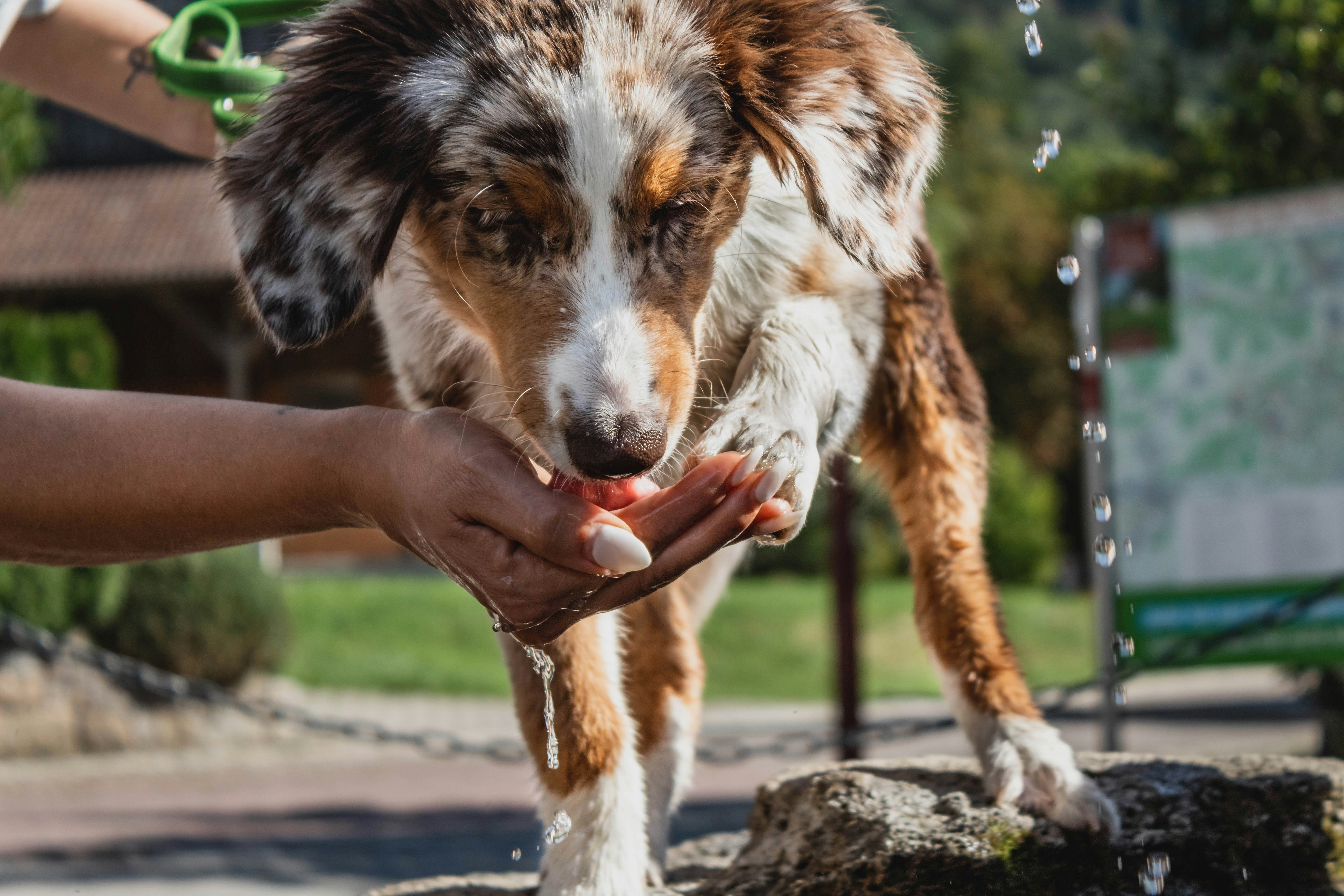 Time lapse dog enjoys car ride. Time Lapse Photography Of A Dog Drinking Water From A Person S Hand Photo Free Animal Image On Unsplash