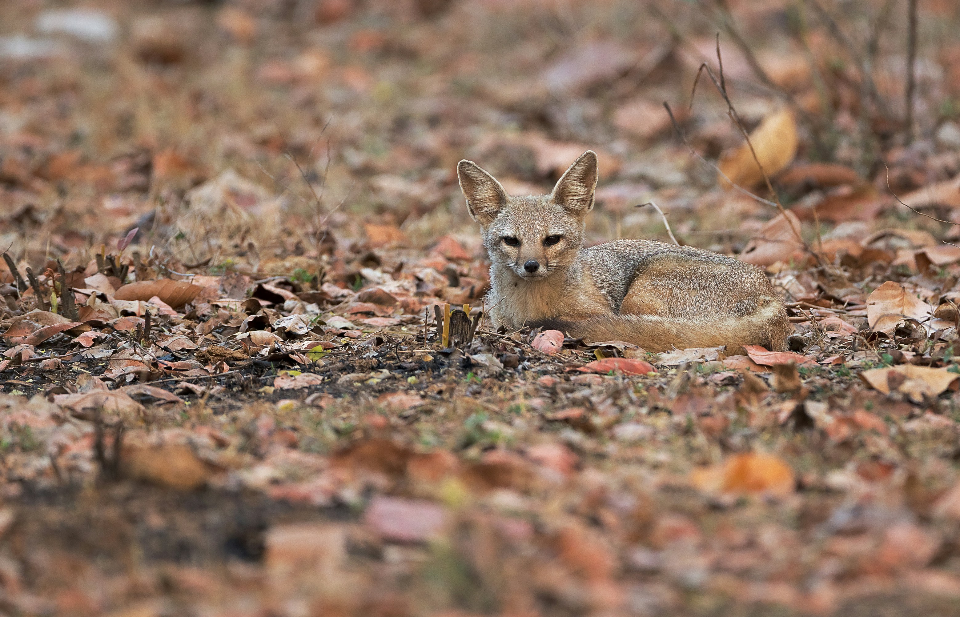 Classifying Animals Year 7 Science - High Resolution Ocean Backgrounds for Desktop