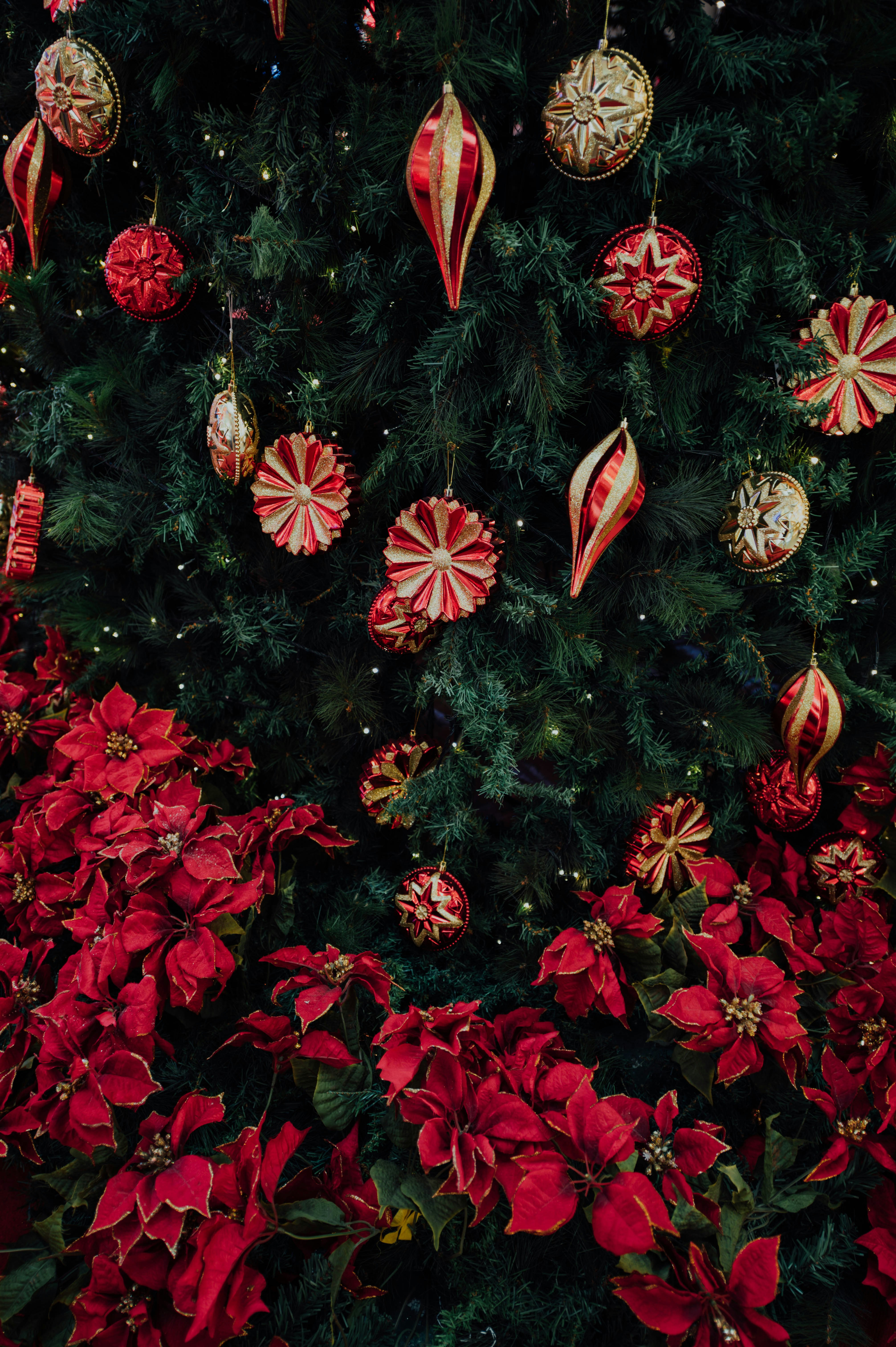 Christmas flowers, arrangements & gifts delivered · 1. Christmas Flower Pictures Download Free Images On Unsplash