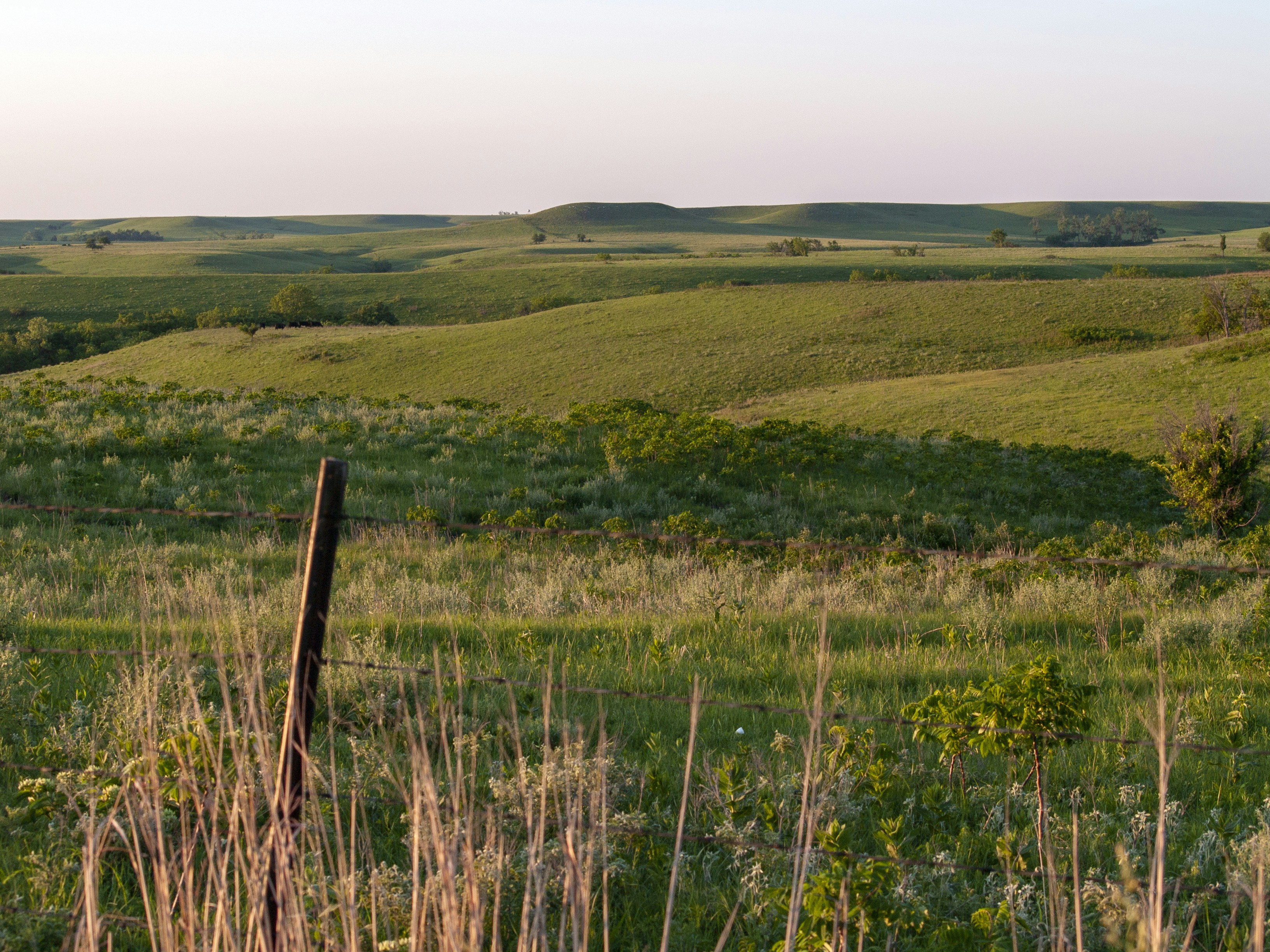 Buffalo or bison on the plains in winter. 500 Prairie Pictures Download Free Images On Unsplash