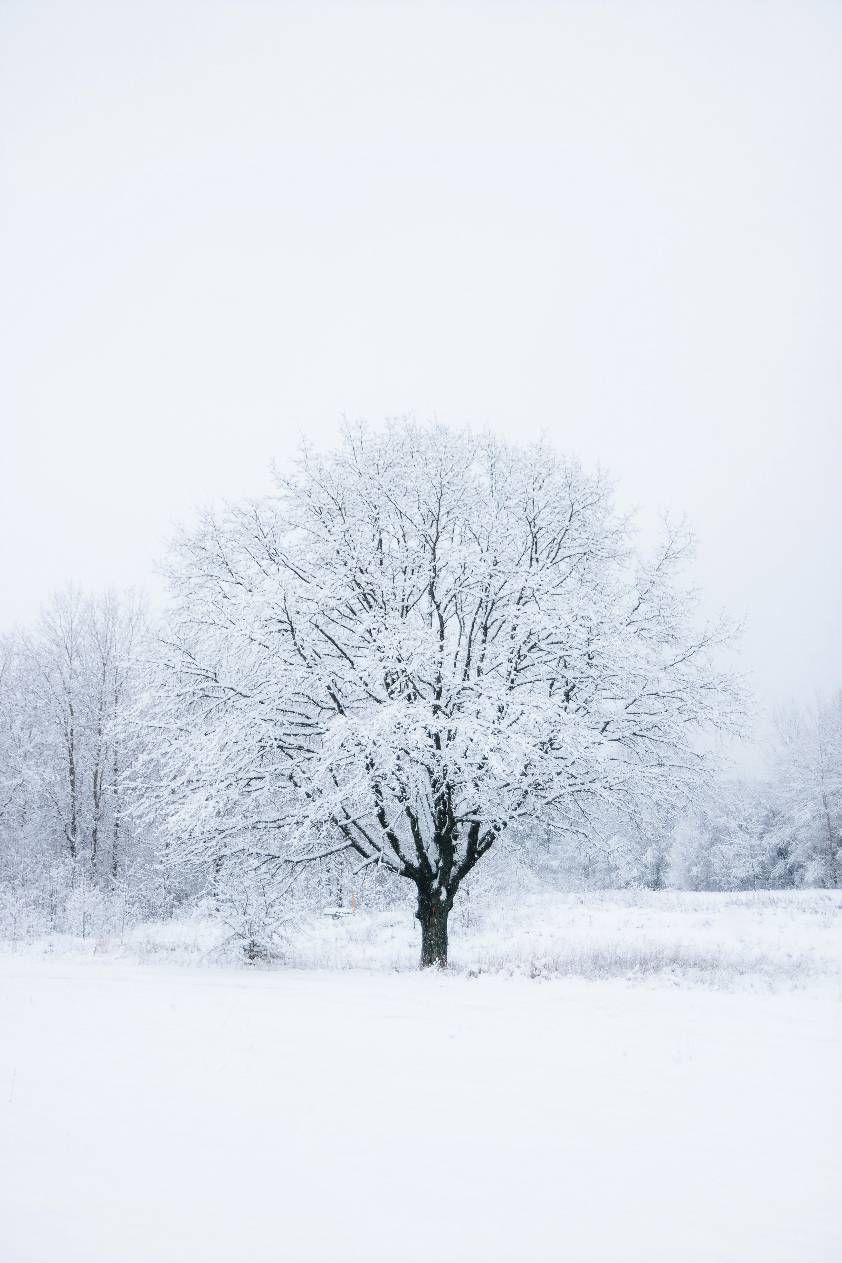 Ron evans / getty images there is every reason to turn the ground area beneath trees into space. Snow Tree Pictures Download Free Images On Unsplash