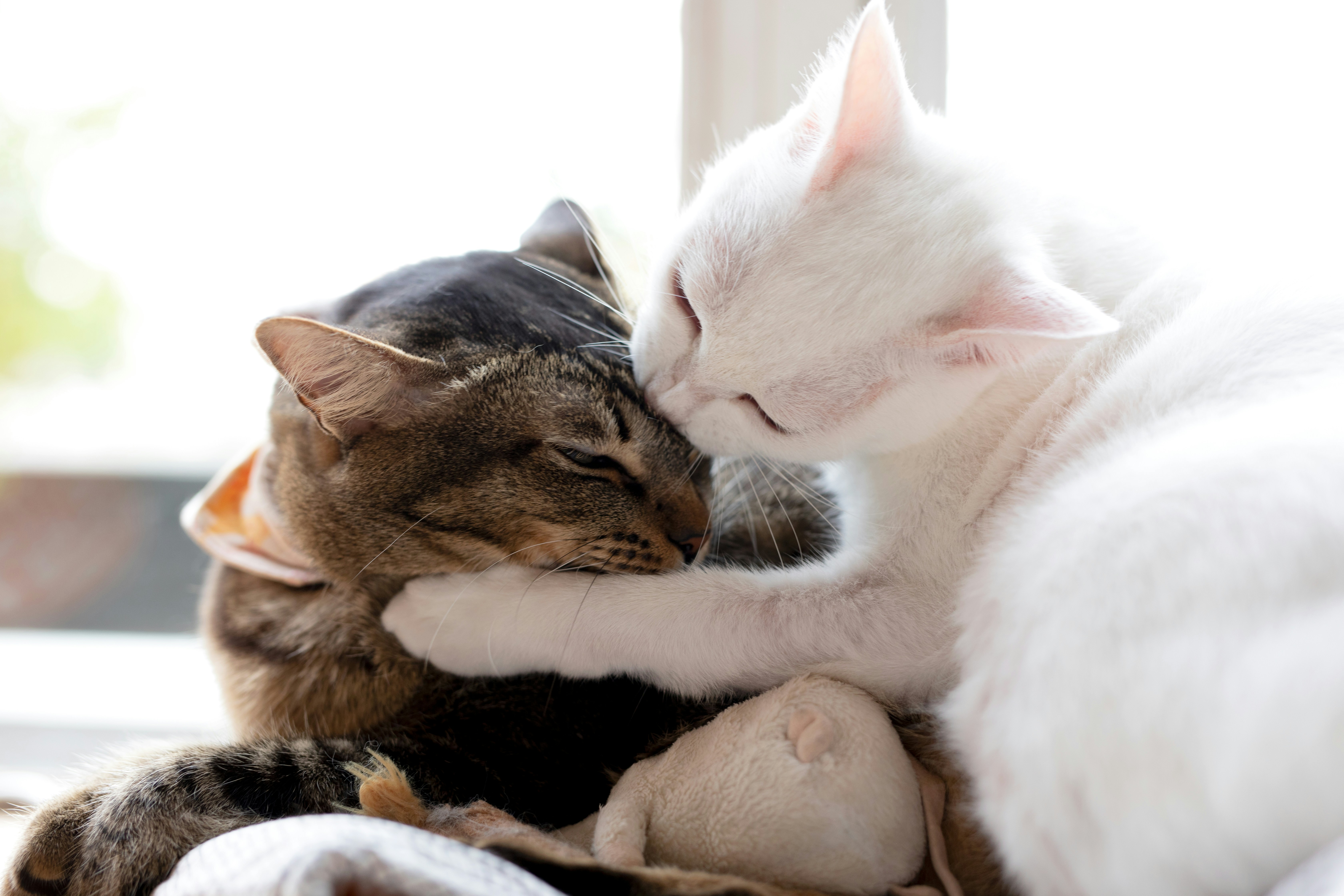 No need to register, buy now! Animals Kissing Pictures Download Free Images On Unsplash
