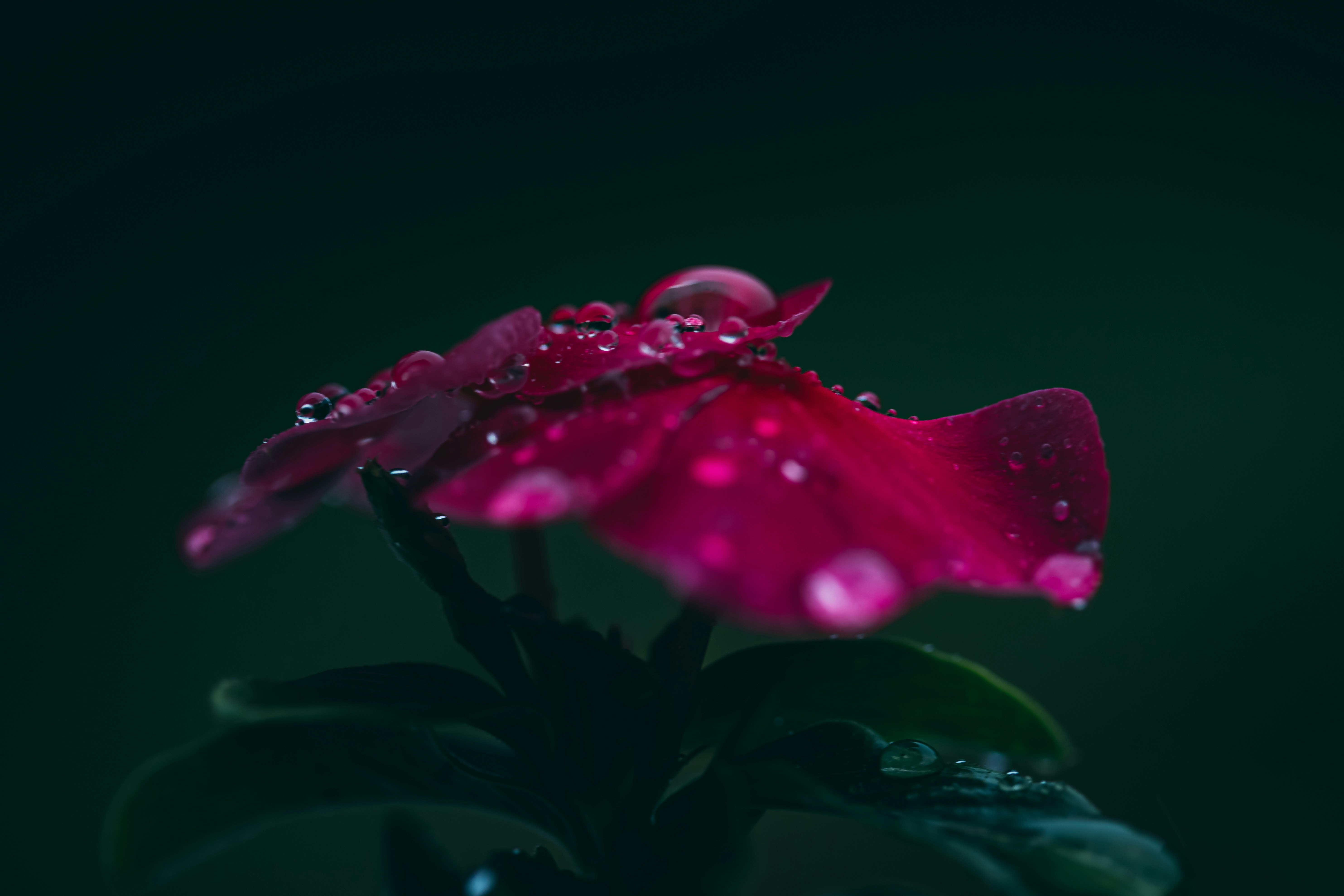 Play over 265 million tracks for free on soundcloud. 30 000 Rain Drops In Flower Pictures Download Free Images On Unsplash