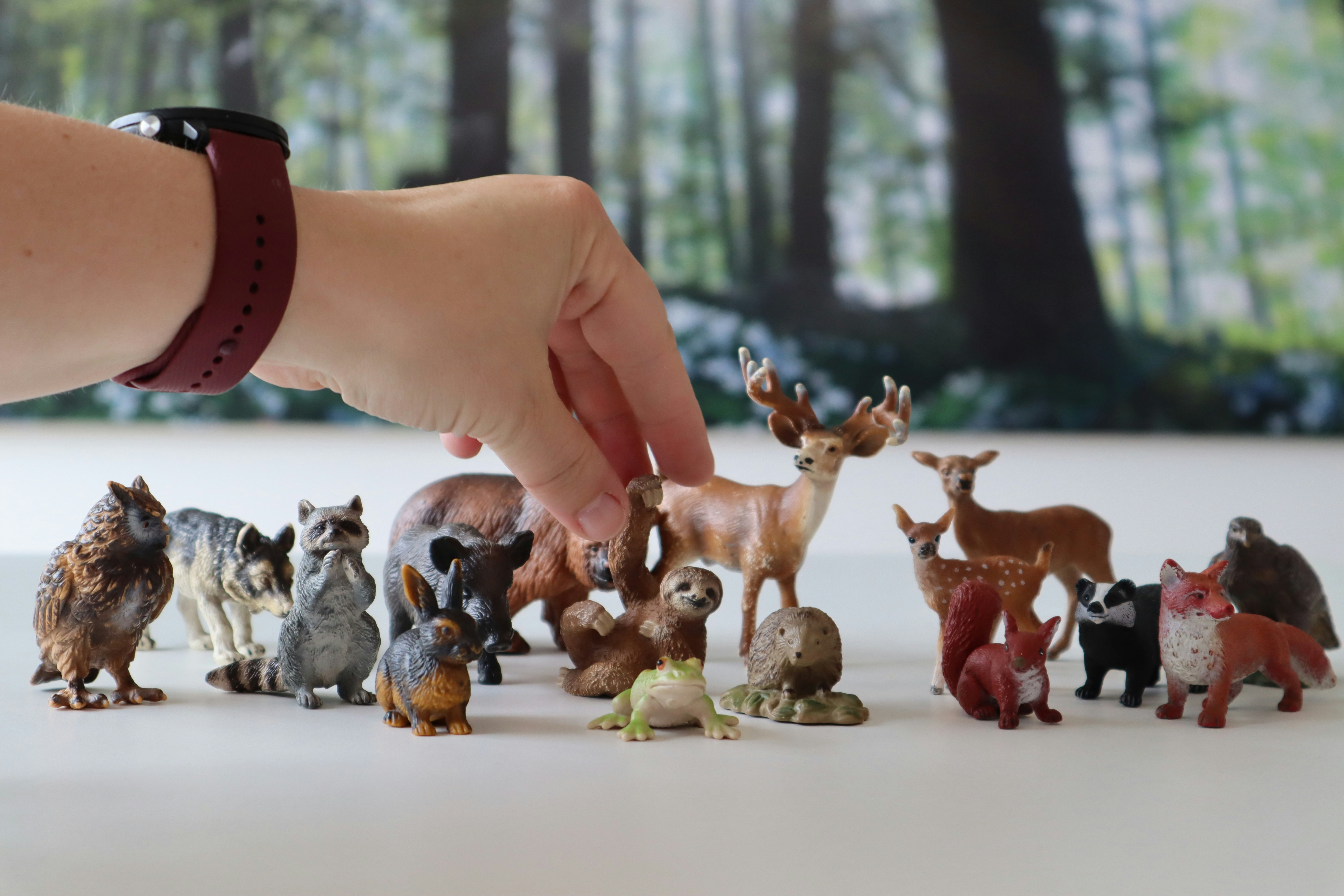 Animal picture for kids learning pictures