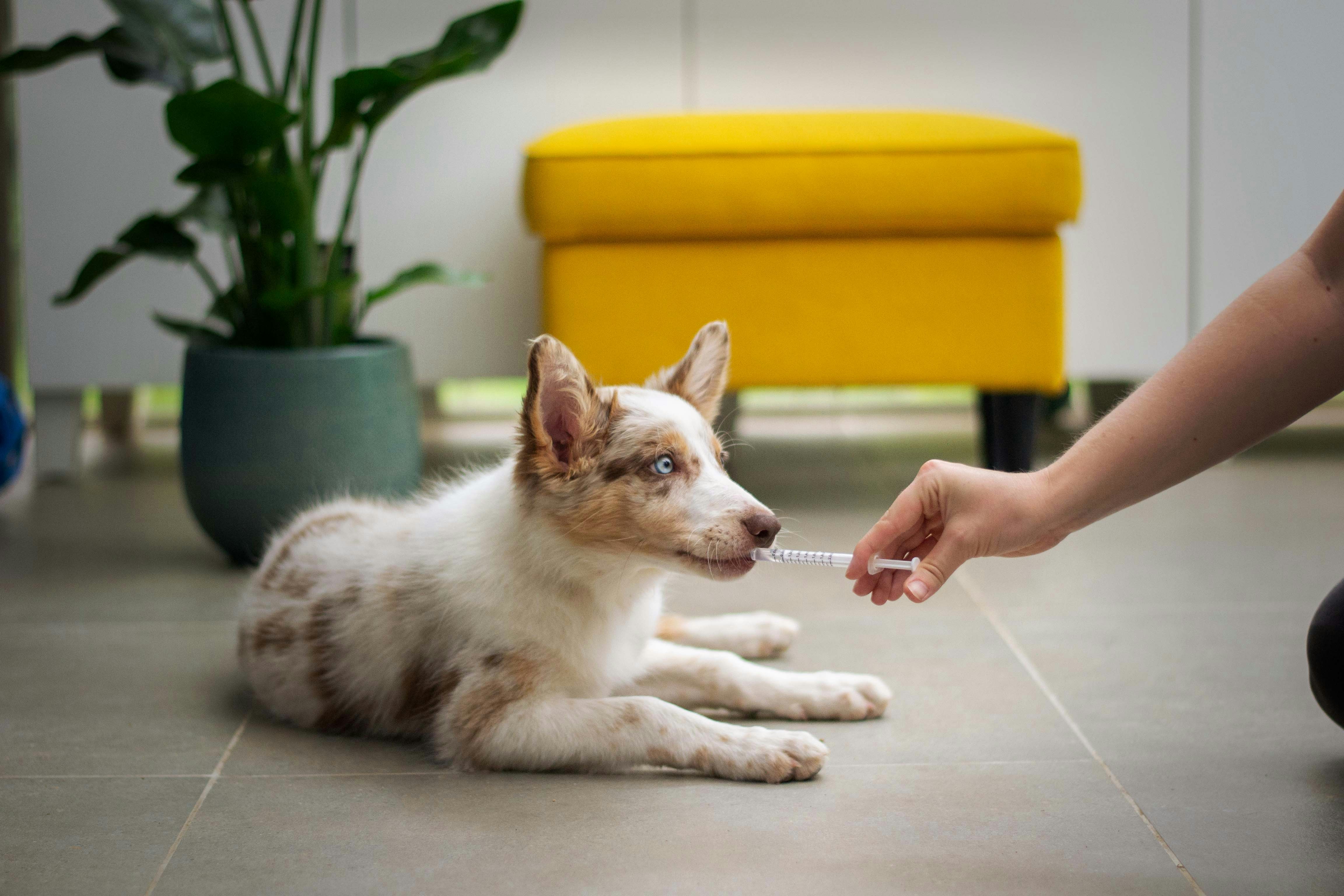 Pet Care Basics
