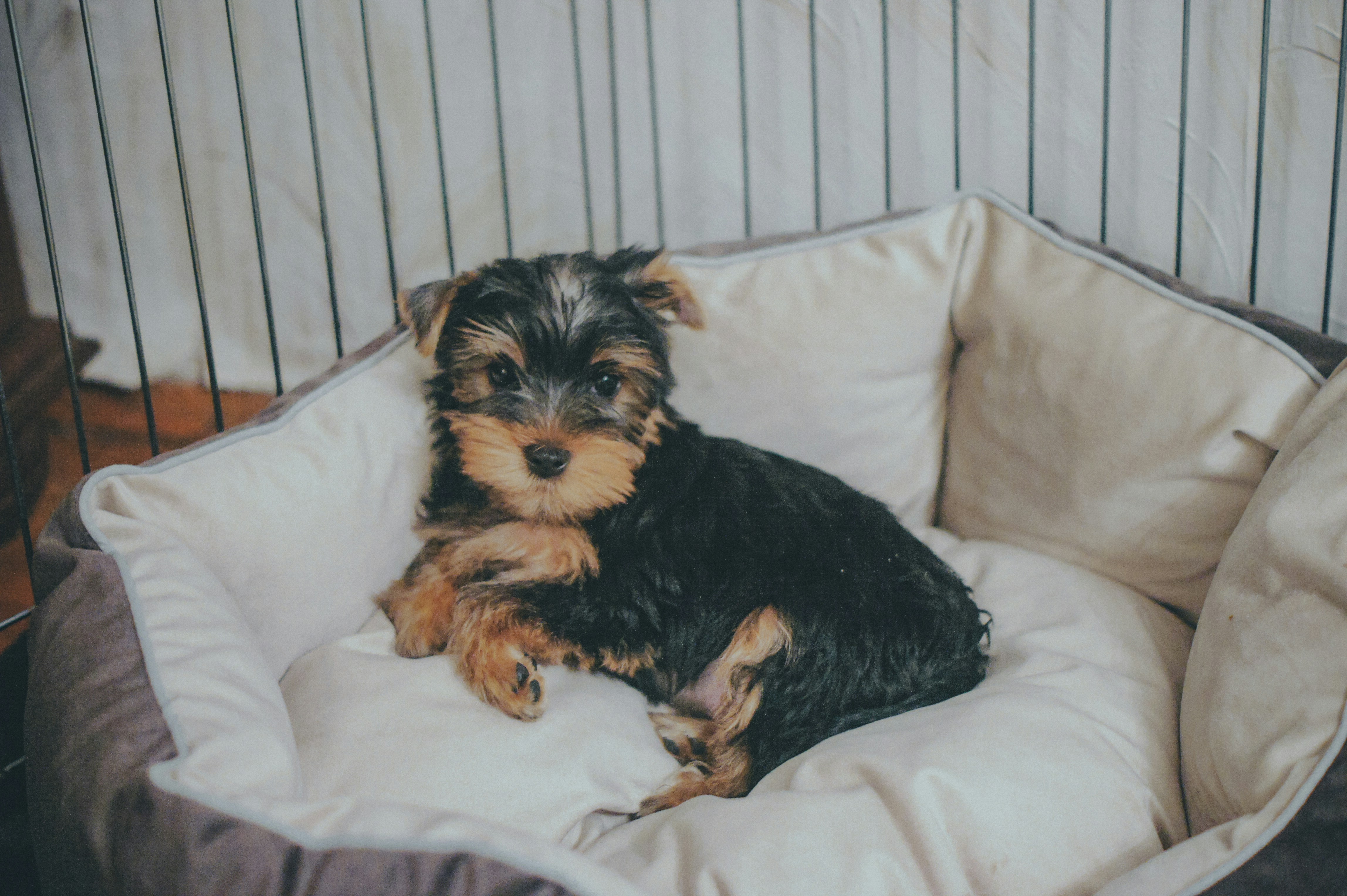Are You Ready to Own a Dog?