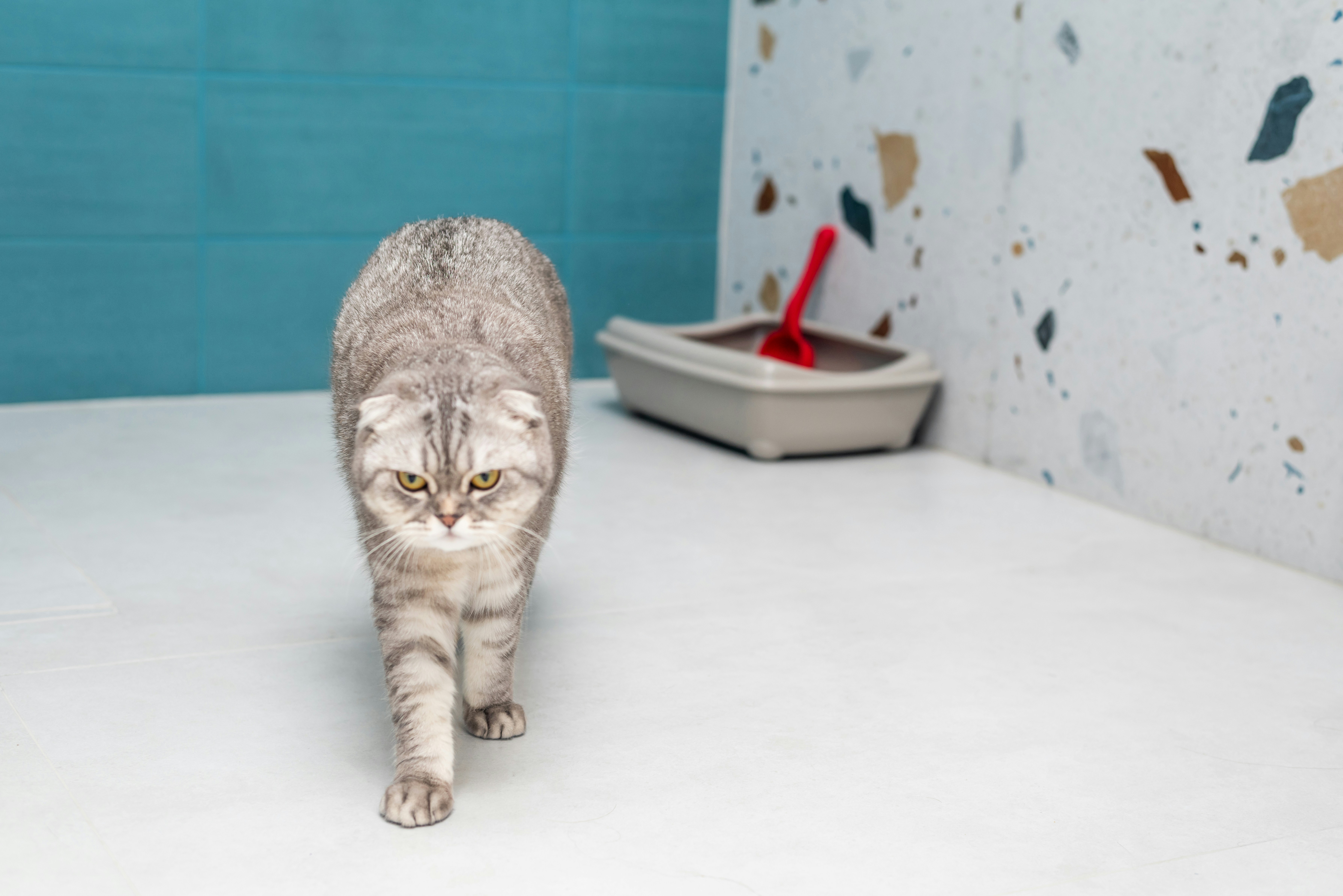 cat litter training