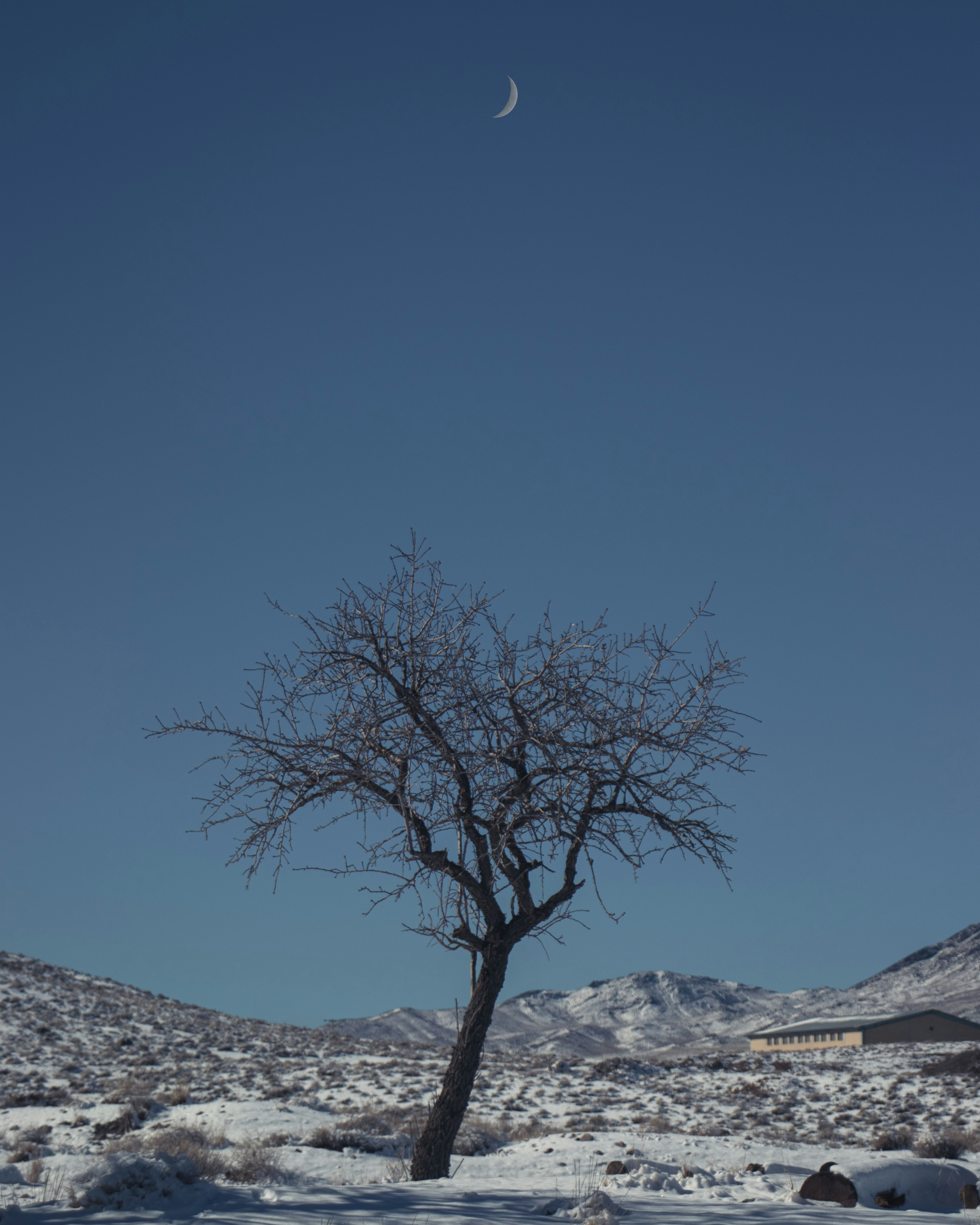 Foto Un Rbol Solitario En Medio De Un Campo Nevado Alta Definici N - Perfect Ocean Illustration - Retina