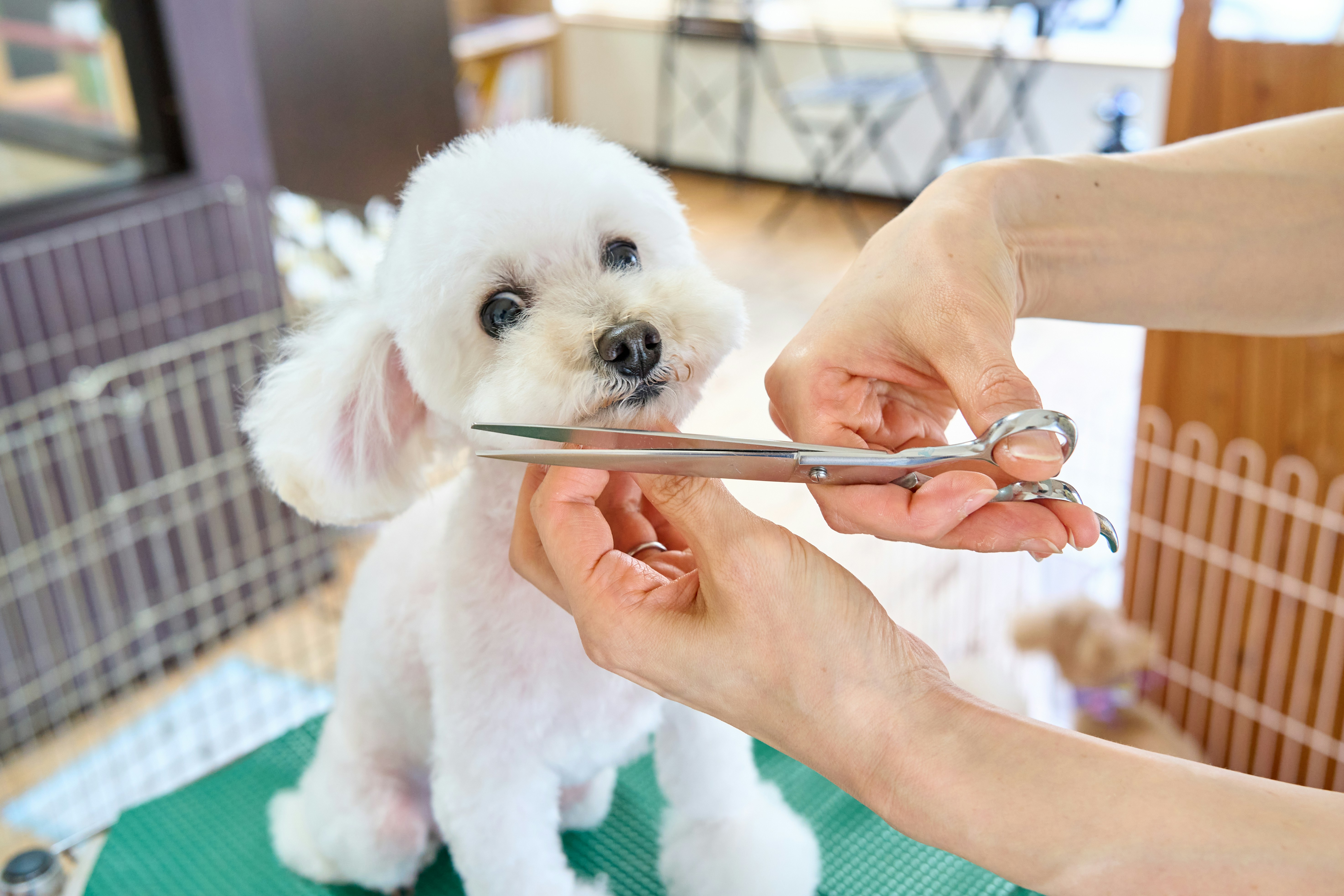 pet grooming tips