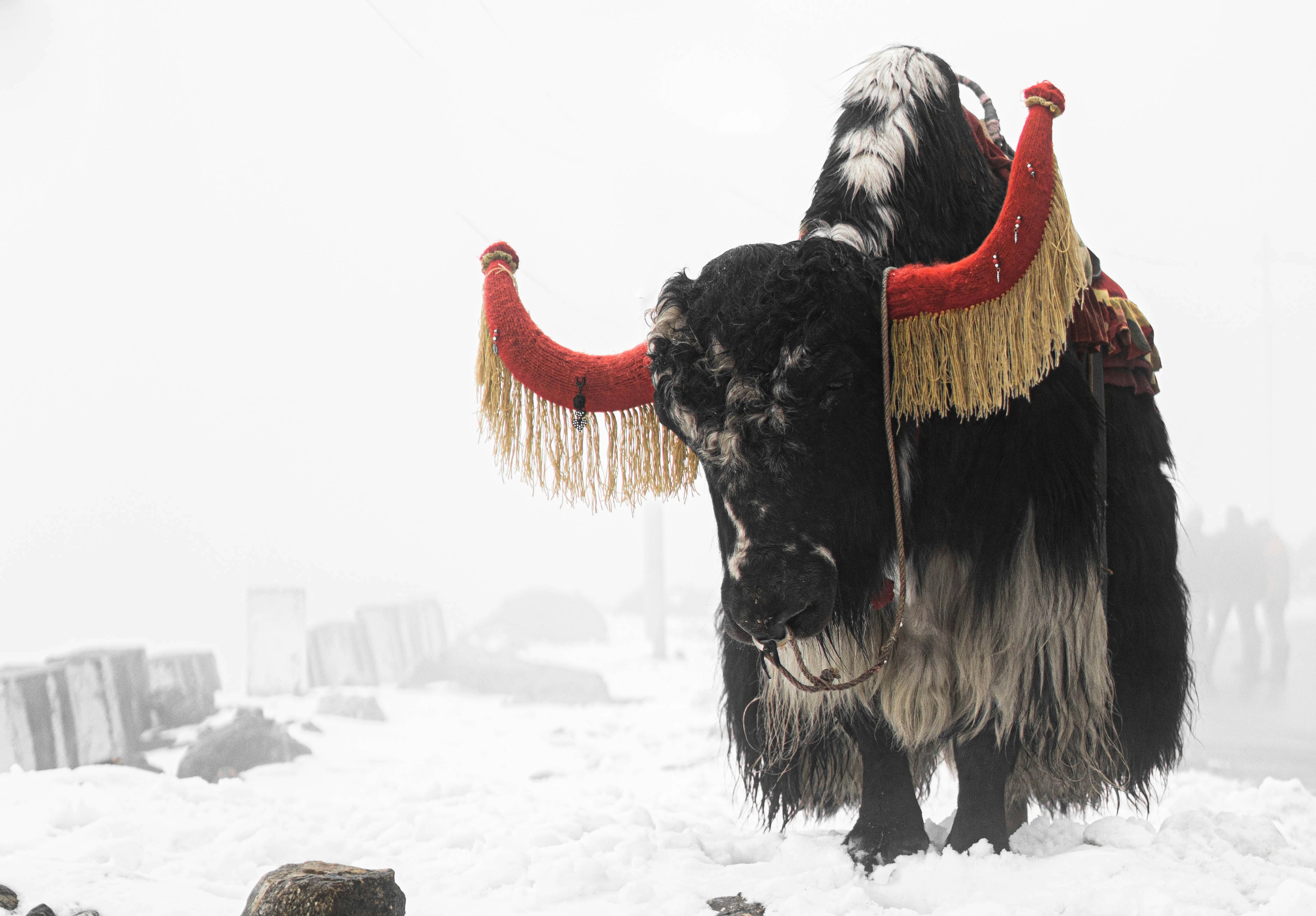 Cattle Vs Yak What S The Difference This Vs That