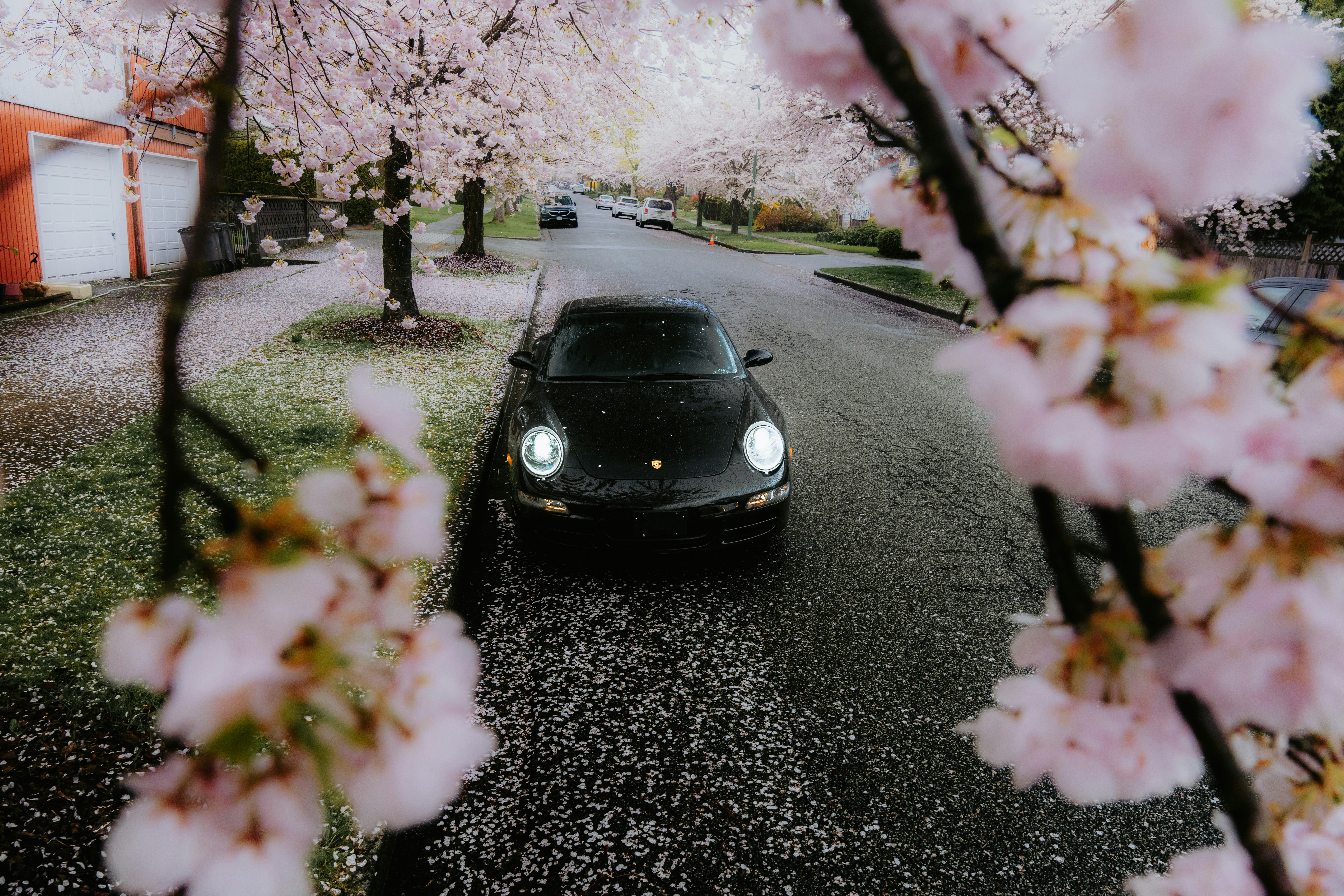 A Black Car Is Parked Under Cherry Blossoms Photo Free Car Image On