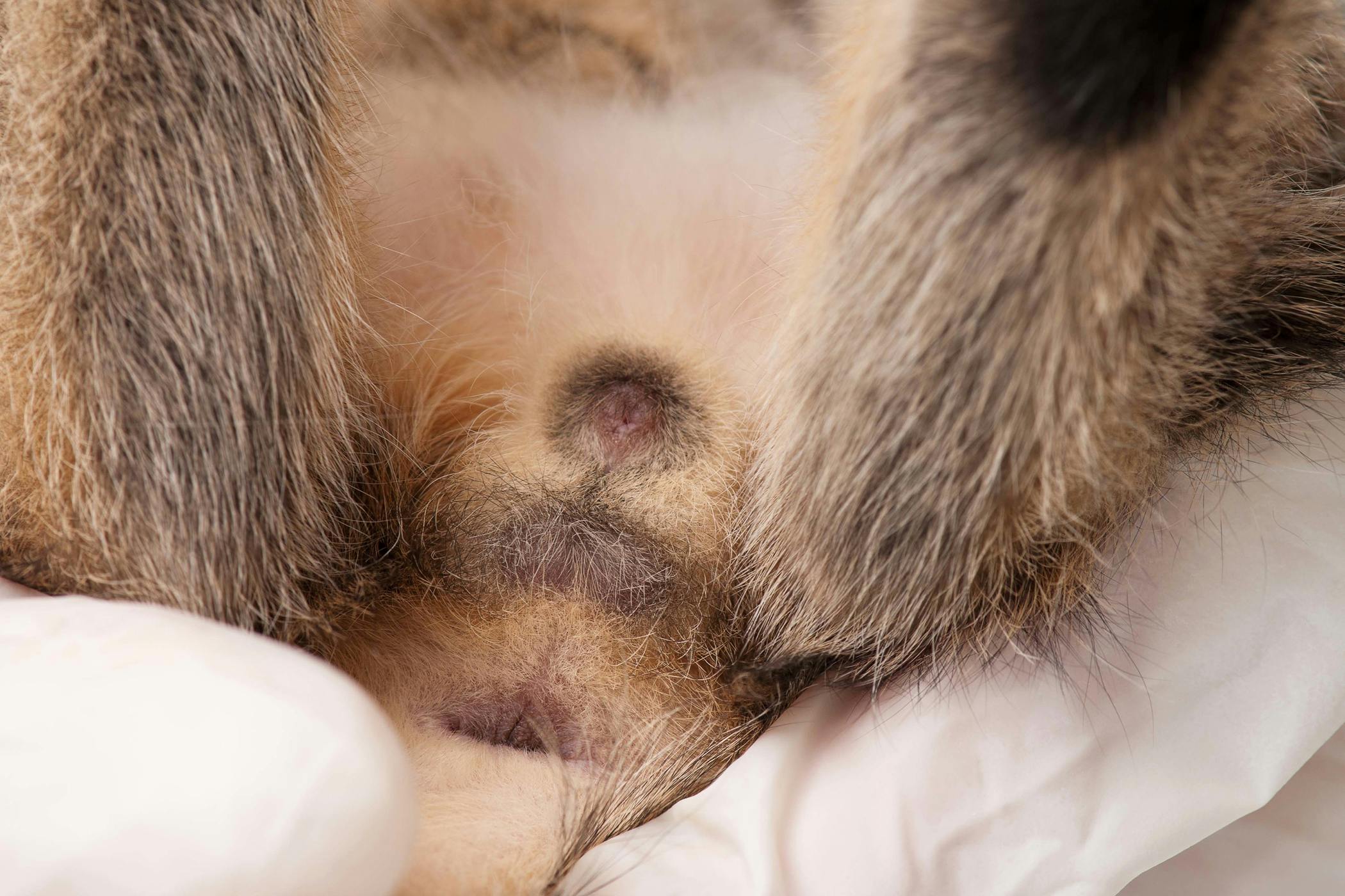 The only behaviors affected are those specific according to the vca animal hospitals, dogs that have excitable natures are not calm. Rectal Pull-Through in Cats - Procedure, Efficacy