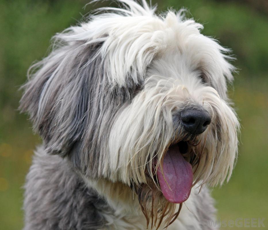 18+ Luxury Blind Dog Walking In Circles - How to Train Your Blind Dog to Walk Down Stairs / This last week has been rough.
