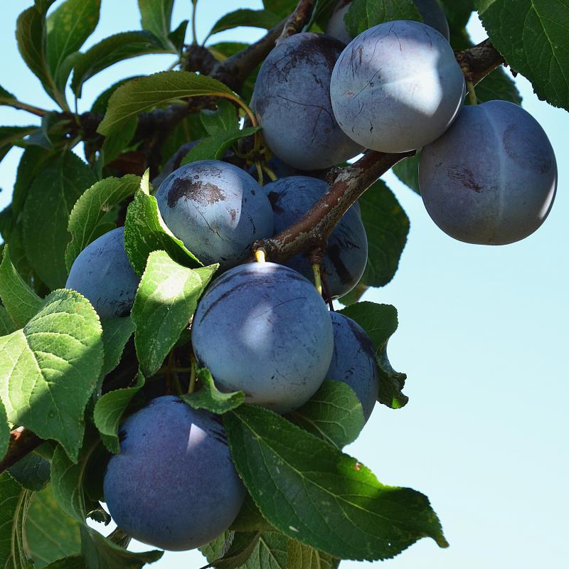 Plum Trees For Sale Italian Chickasaw Nature Hills Nursery