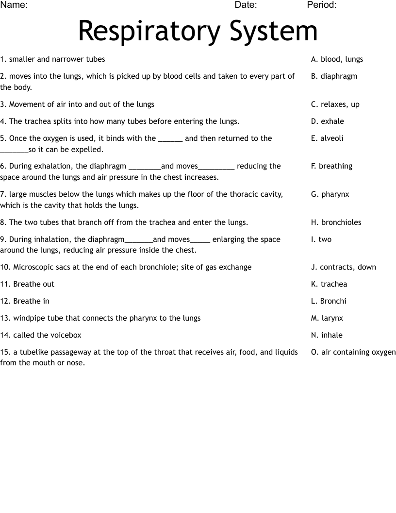 Respiratory system labeled diagram worksheet kidswork