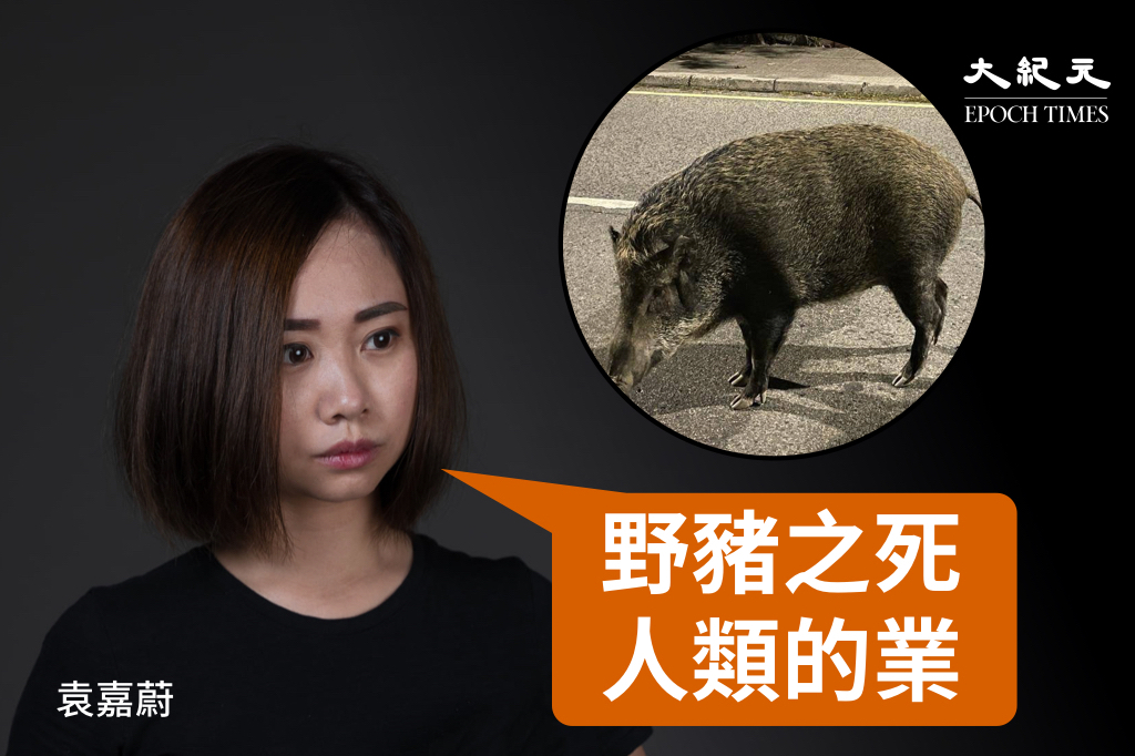 野豬 / éå¤éå°éè±¬ä¸è¦æ éå¹¾æå¶æéè±¬ å£¹è® : 17,343 likes · 12,812 talking about this.