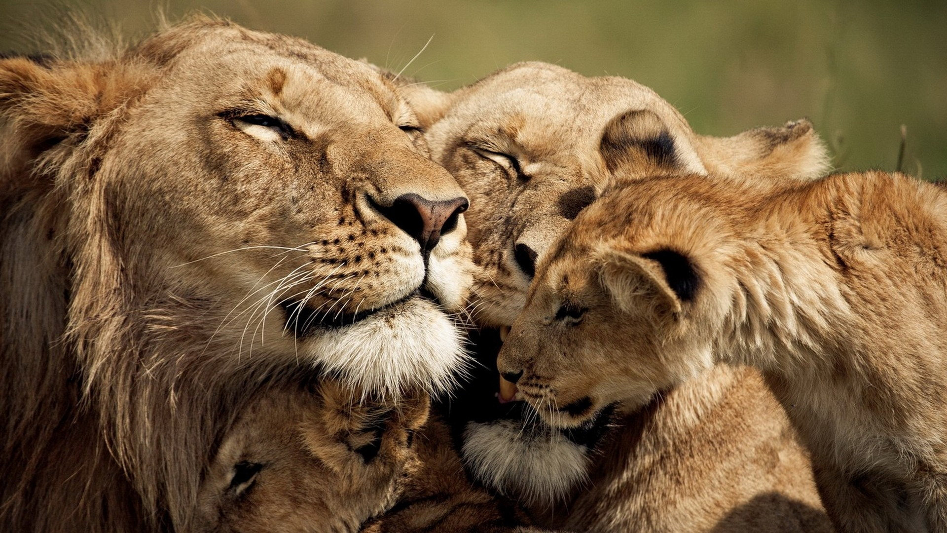 Lion pride hd wallpaper
