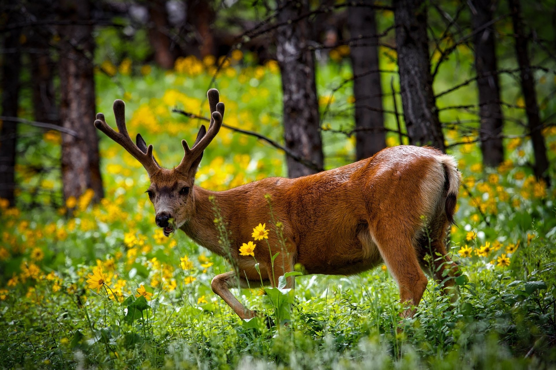 Download yellow flower flower animal deer hd wallpaper