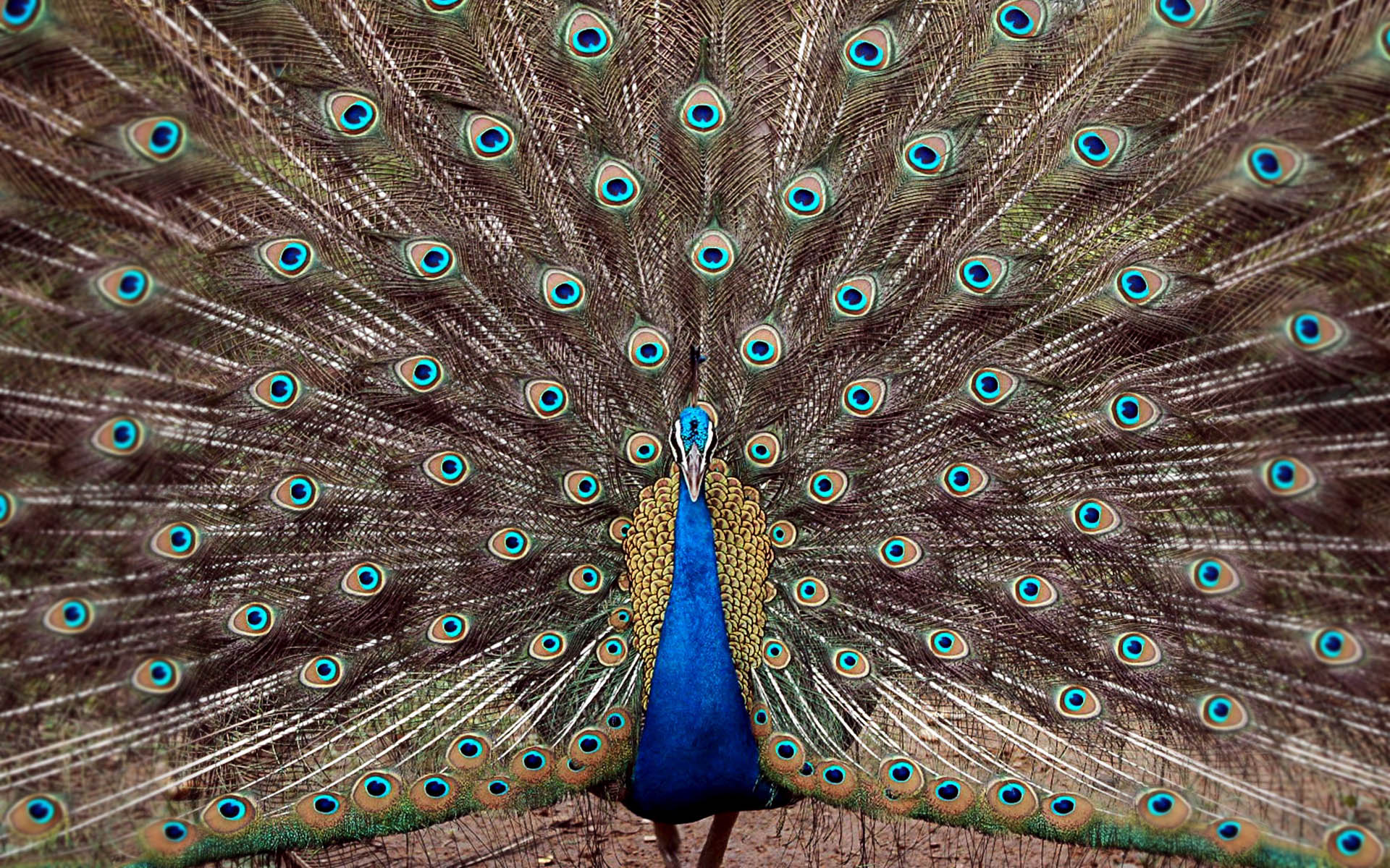 See more ideas about peacock wallpaper, wallpaper, peacock. 140 Peacock Hd Wallpapers And Backgrounds
