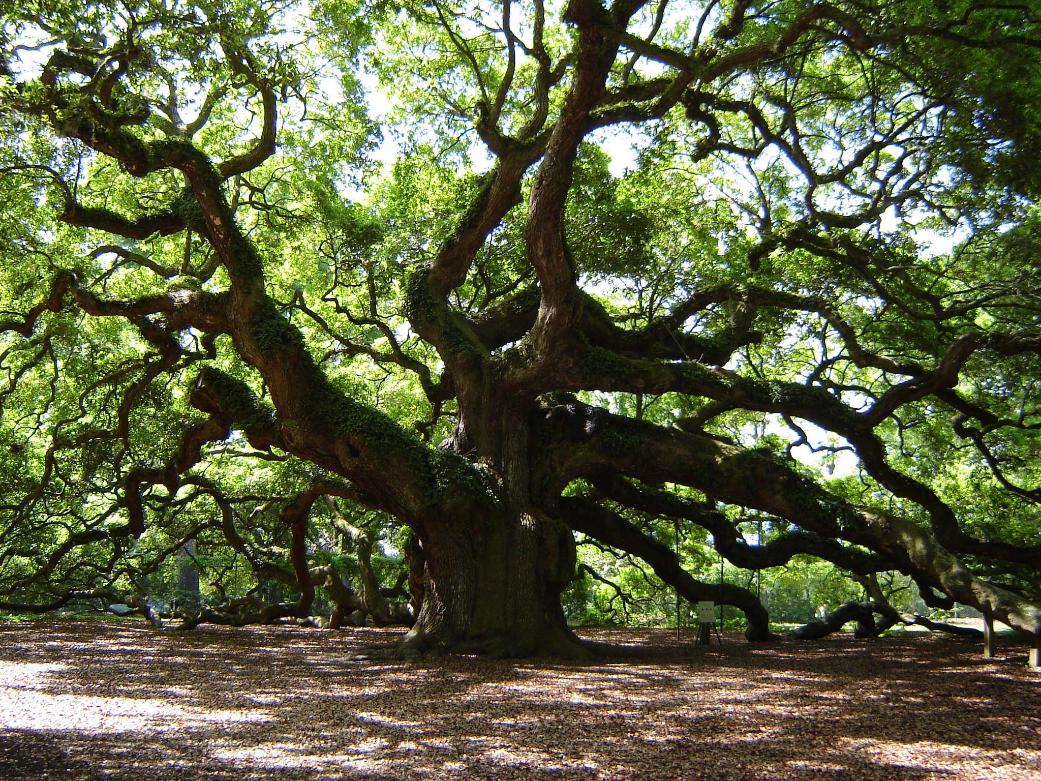 13 Types Of Oak Trees In South Carolina Progardentips