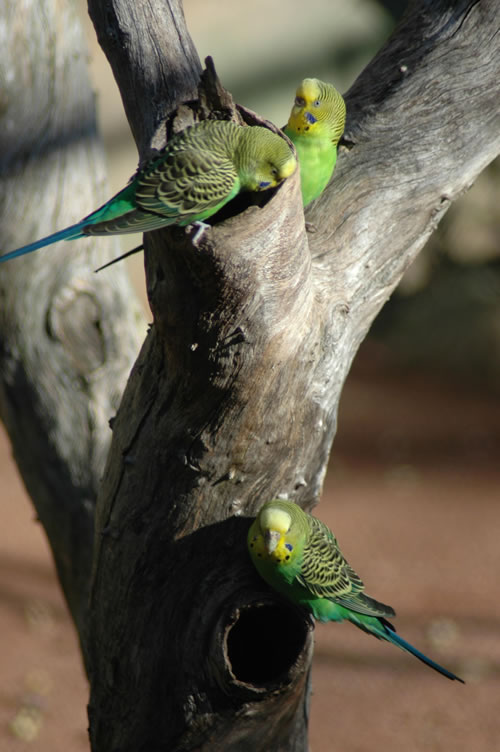 parakeets2.jpg - parakeets