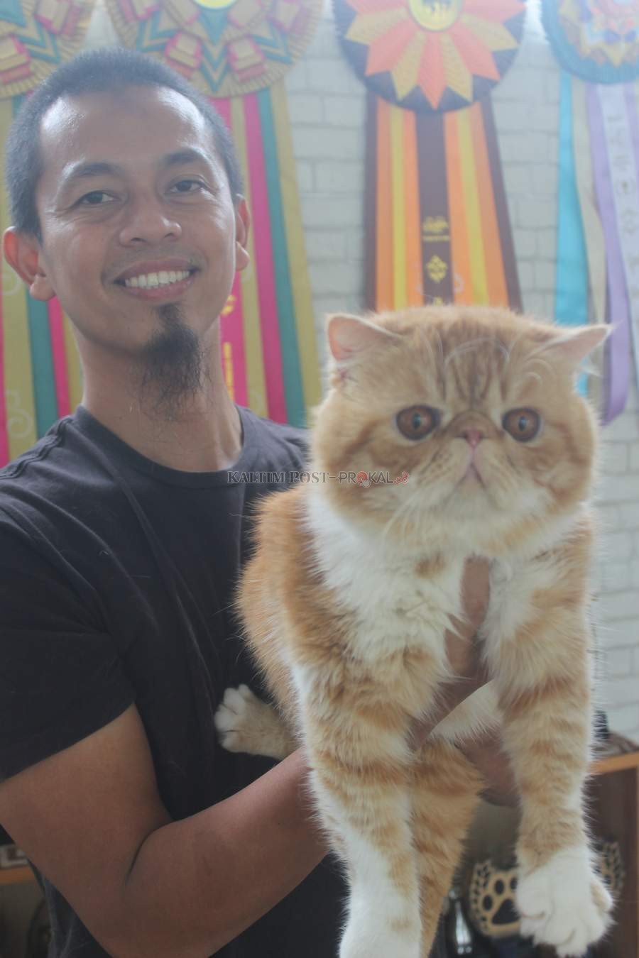 Persia, Kucing Murni Ratusan Juta, Juara Asia Ada di Samarinda | Kaltim Post