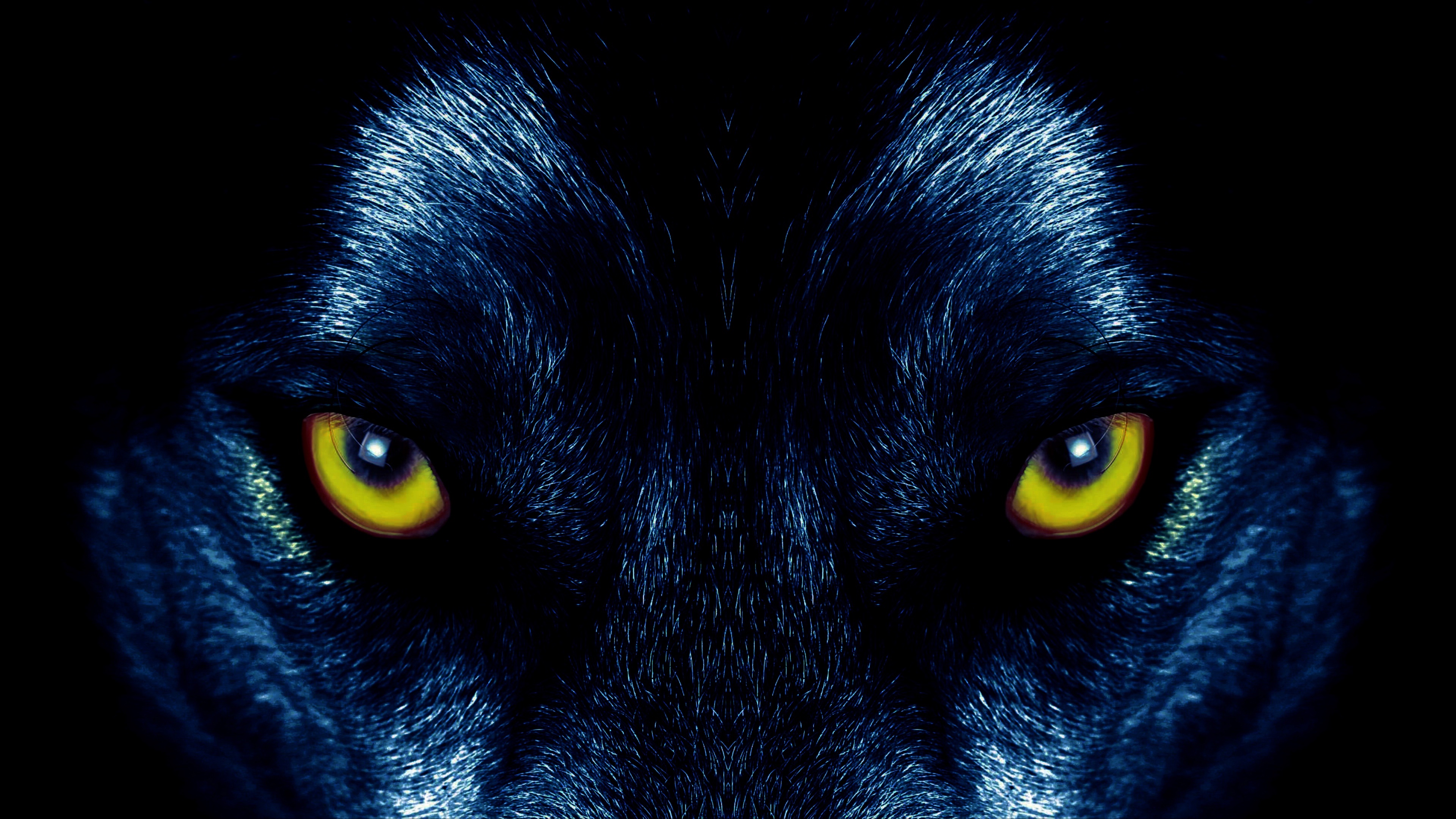 eyes of a wolf 4k ultra hd wallpaper background image on wolf eyes wallpaper