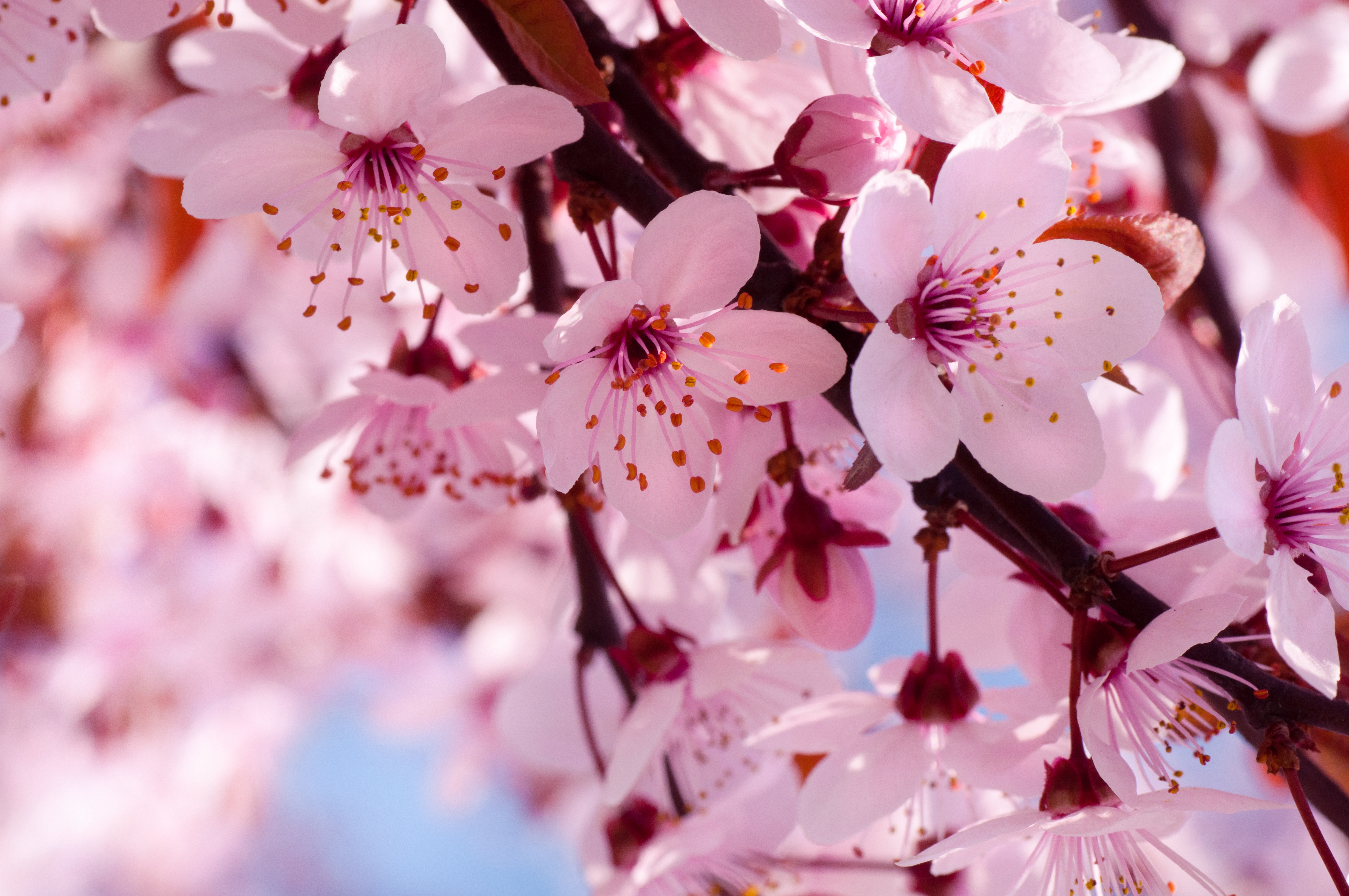 cherry blossoms 8k ultra hd wallpaper background image on cherry blossoms wallpaper