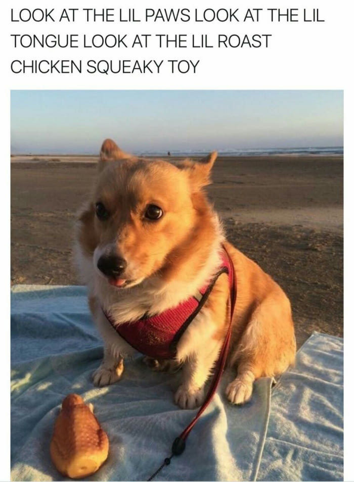 If only they could enjoy these stellar memes. Dangerous dog - Meme by Peebee :) Memedroid