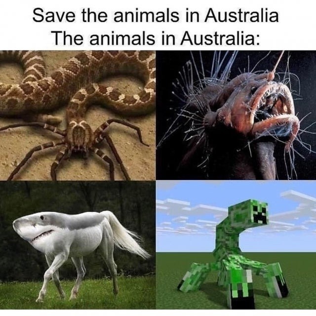 Animals in australia