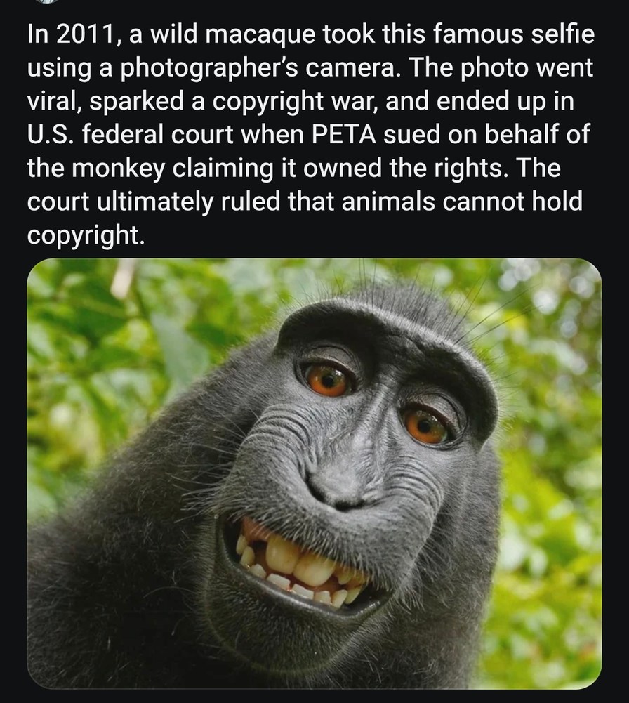 ﻿In 2011,a wild macaque took this famous selfie using a photographer’s camera. The photo went viral, sparked a copyright war; and ended up in U.S. federal court when PETA sued on behalf of the monkey claiming it owned the rights The court ultimately ruled that animals cannot hold copyright