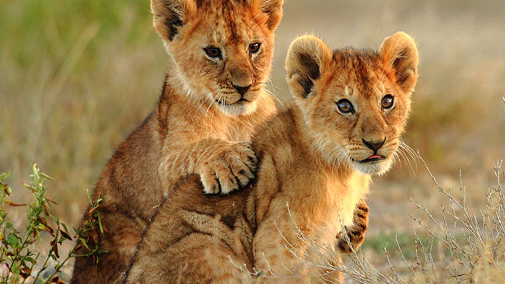 Download cub animal lion hd wallpaper