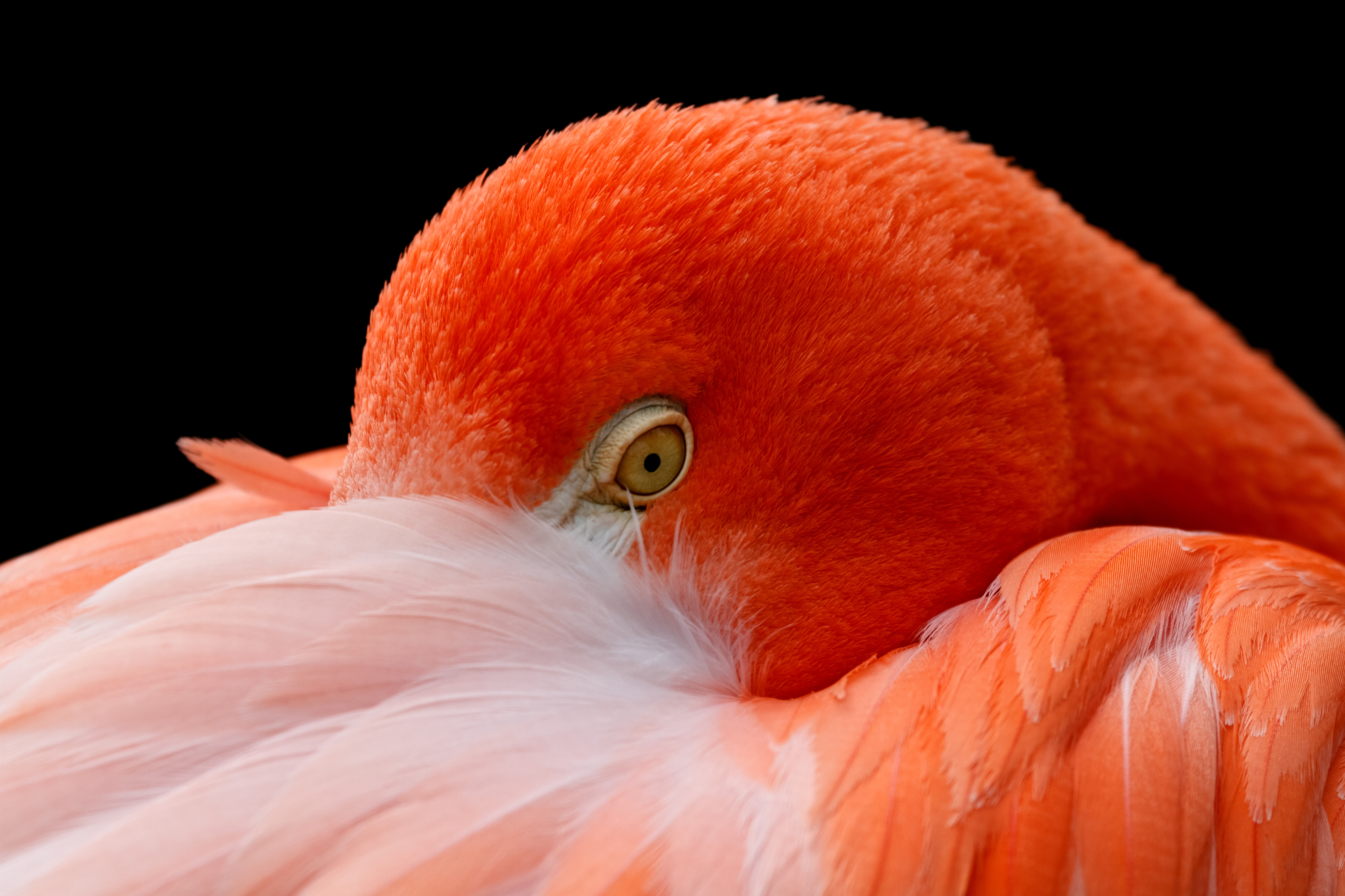 flamingo closeup 5k retina ultra hd wallpaper on flamingo youtube wallpapers