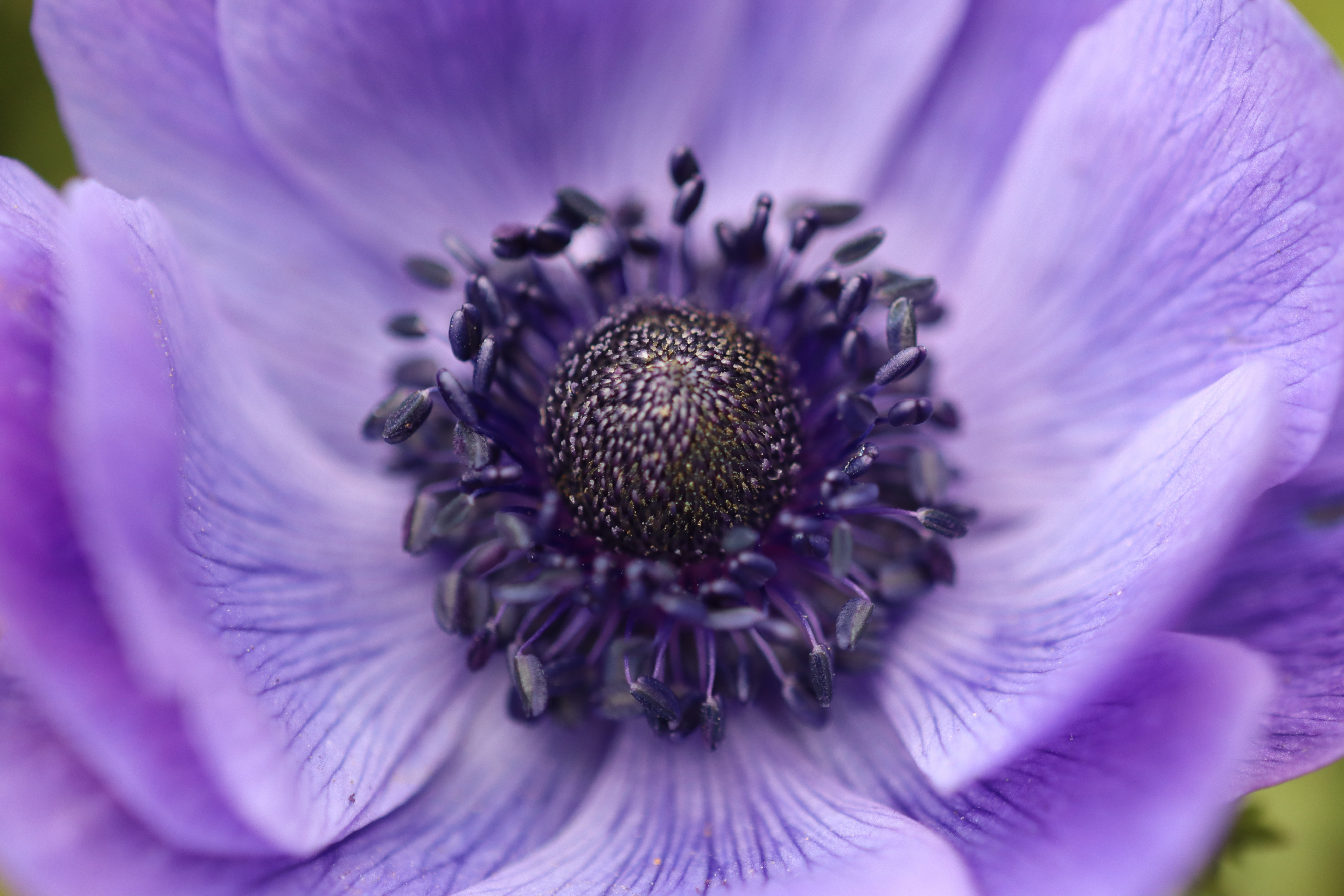 New horizons.while initially absent from animal crossing: Crown Anemone Flower By Roland Steinmann 4k Ultra Hd Wallpaper Background Image 4000x2667