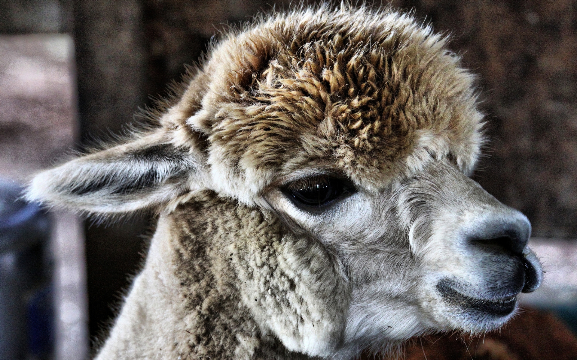 Add the perfect finishing touch. Alpaca HD Wallpaper | Background Image | 1920x1200 | ID:548393 - Wallpaper Abyss