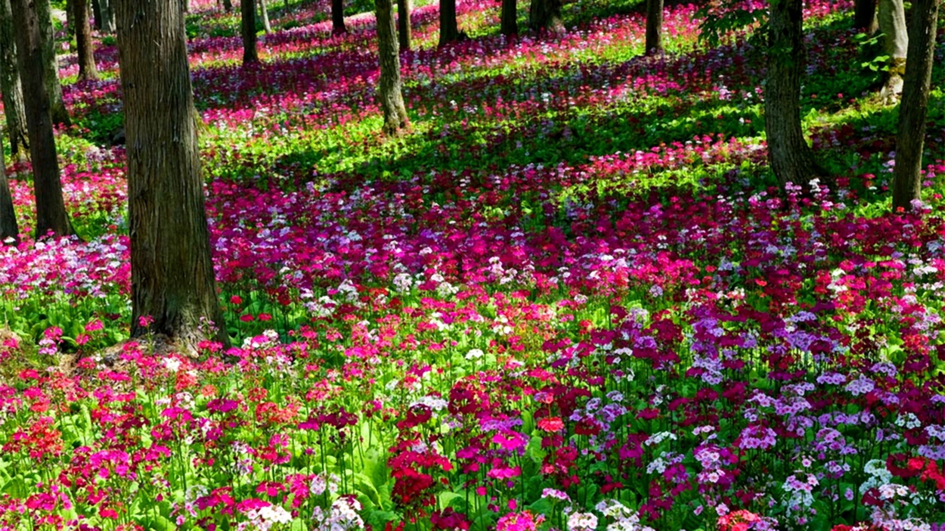 2400 dundas st w, mississauga, on, canada l5k 2r8. Spring Flowers In The Forest Hd Wallpaper Background Image 1920x1080