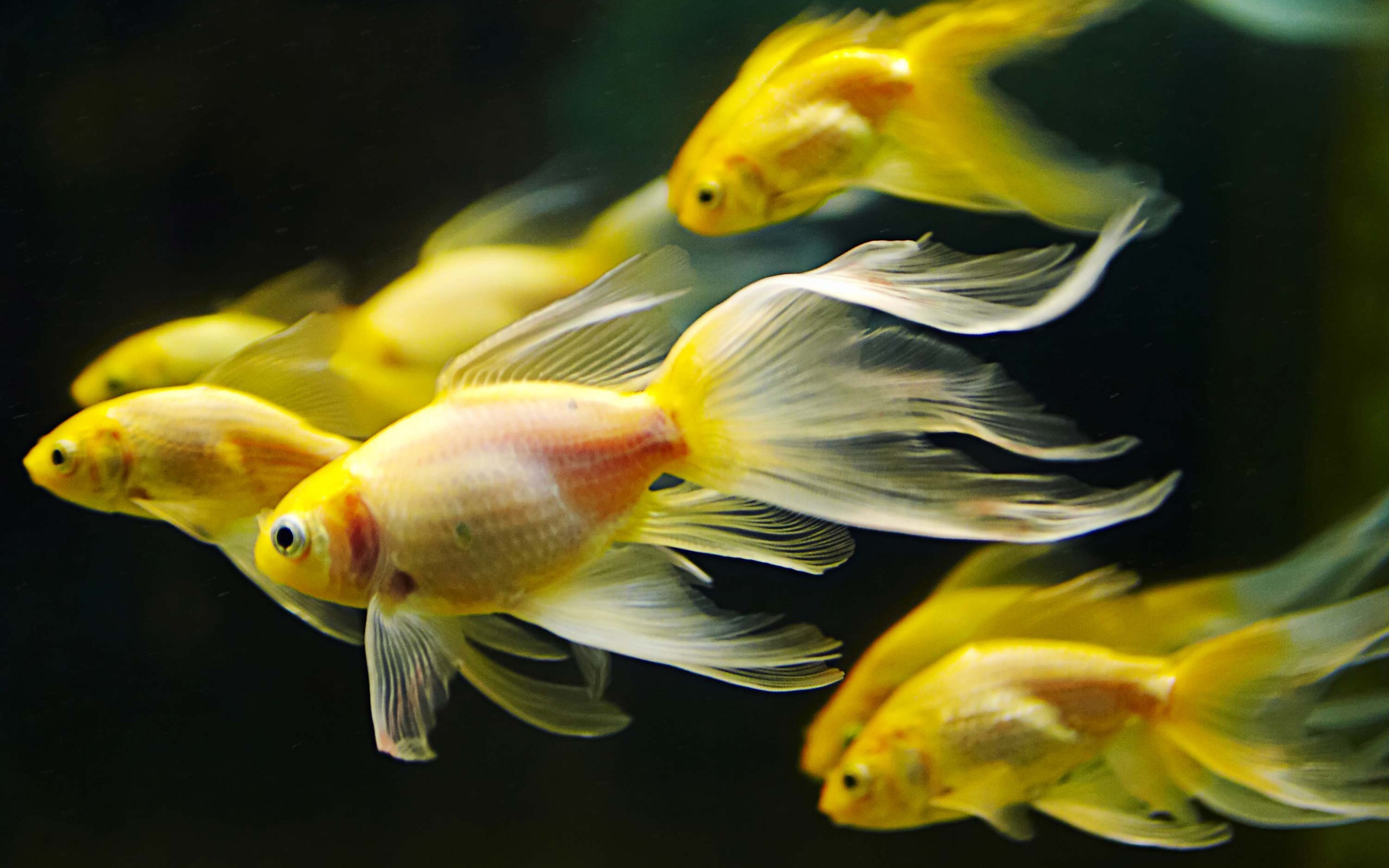 57 Goldfish Hd Wallpapers Background Images Wallpaper Abyss