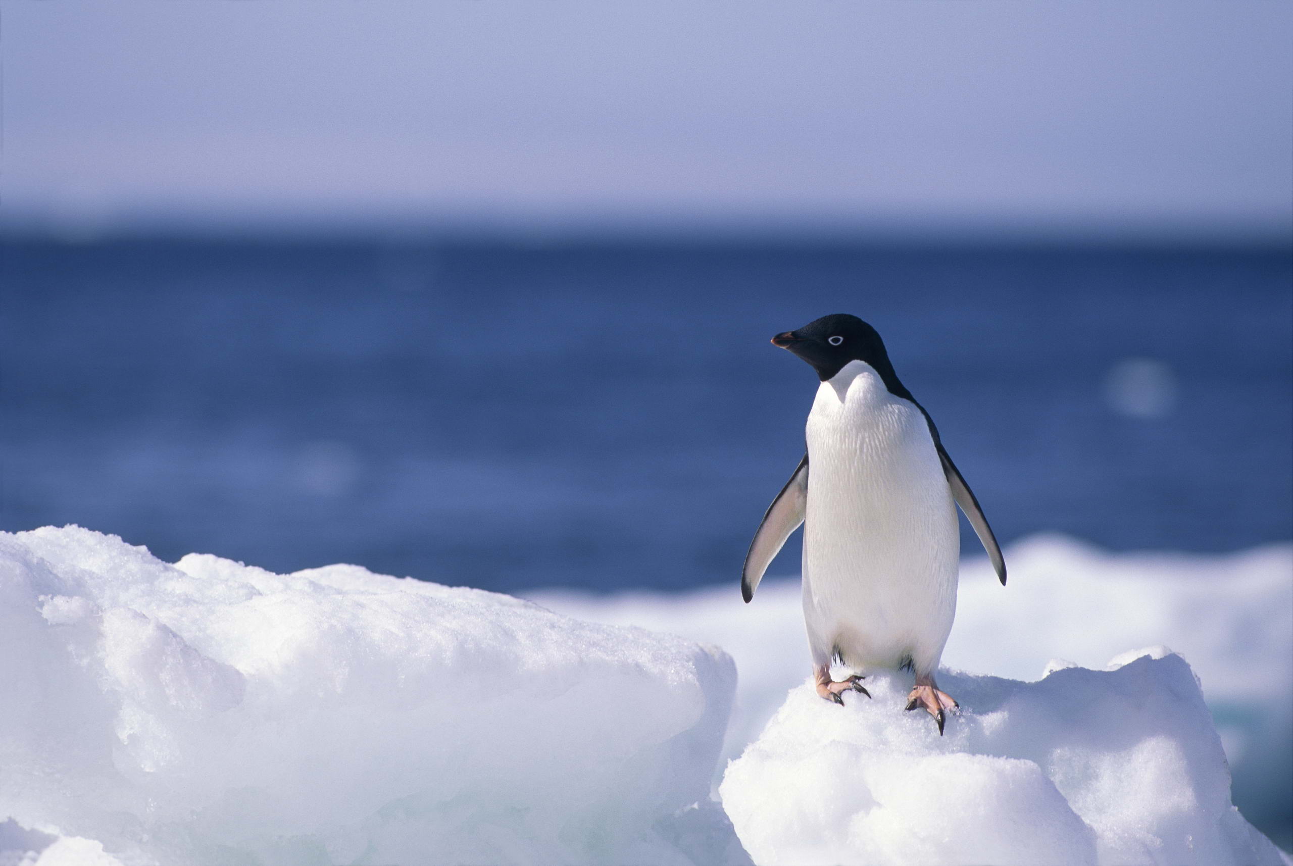 Best 1920x1080 penguin wallpaper, full hd, hdtv, fhd, 1080p desktop background for any computer, laptop, tablet and phone. Penguin Hd Wallpaper Background Image 2560x1715