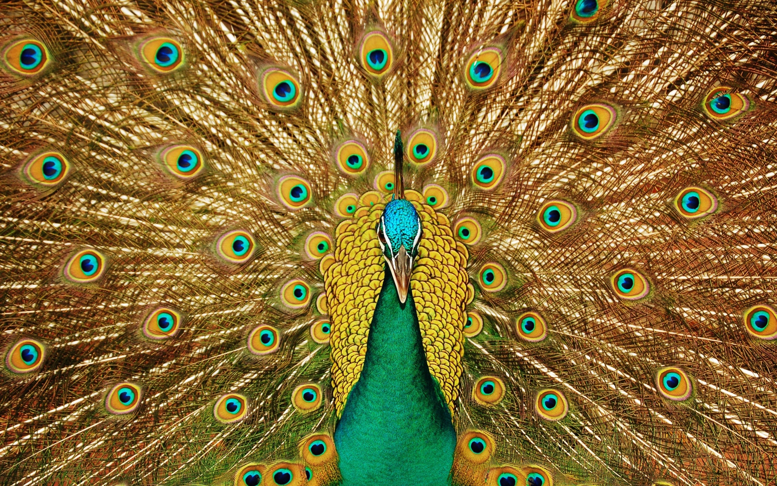 From flamingos to sea gulls this is a selection of our favourite . 310 Feather Hd Wallpapers Background Images