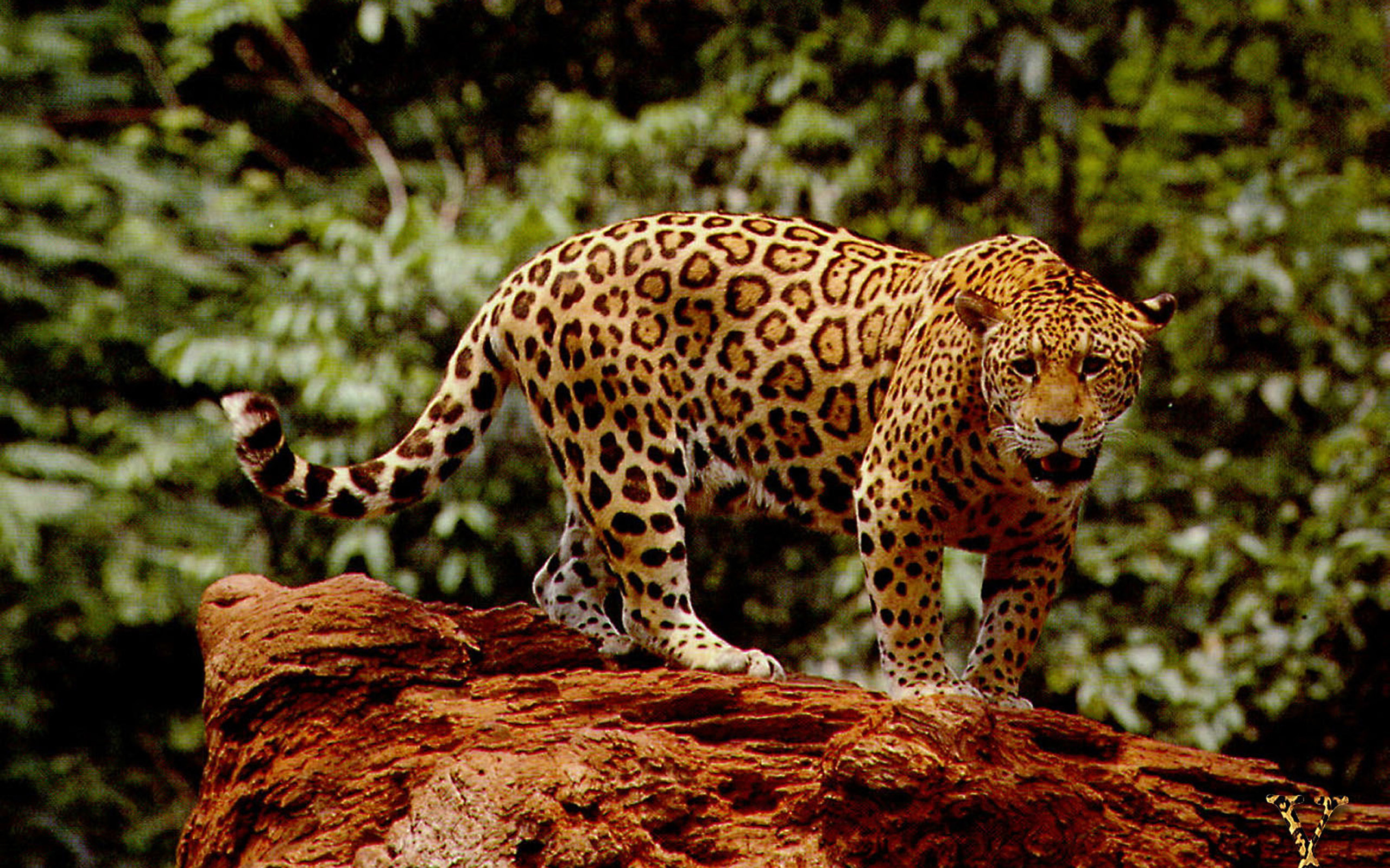 Jaguar hd wallpaper